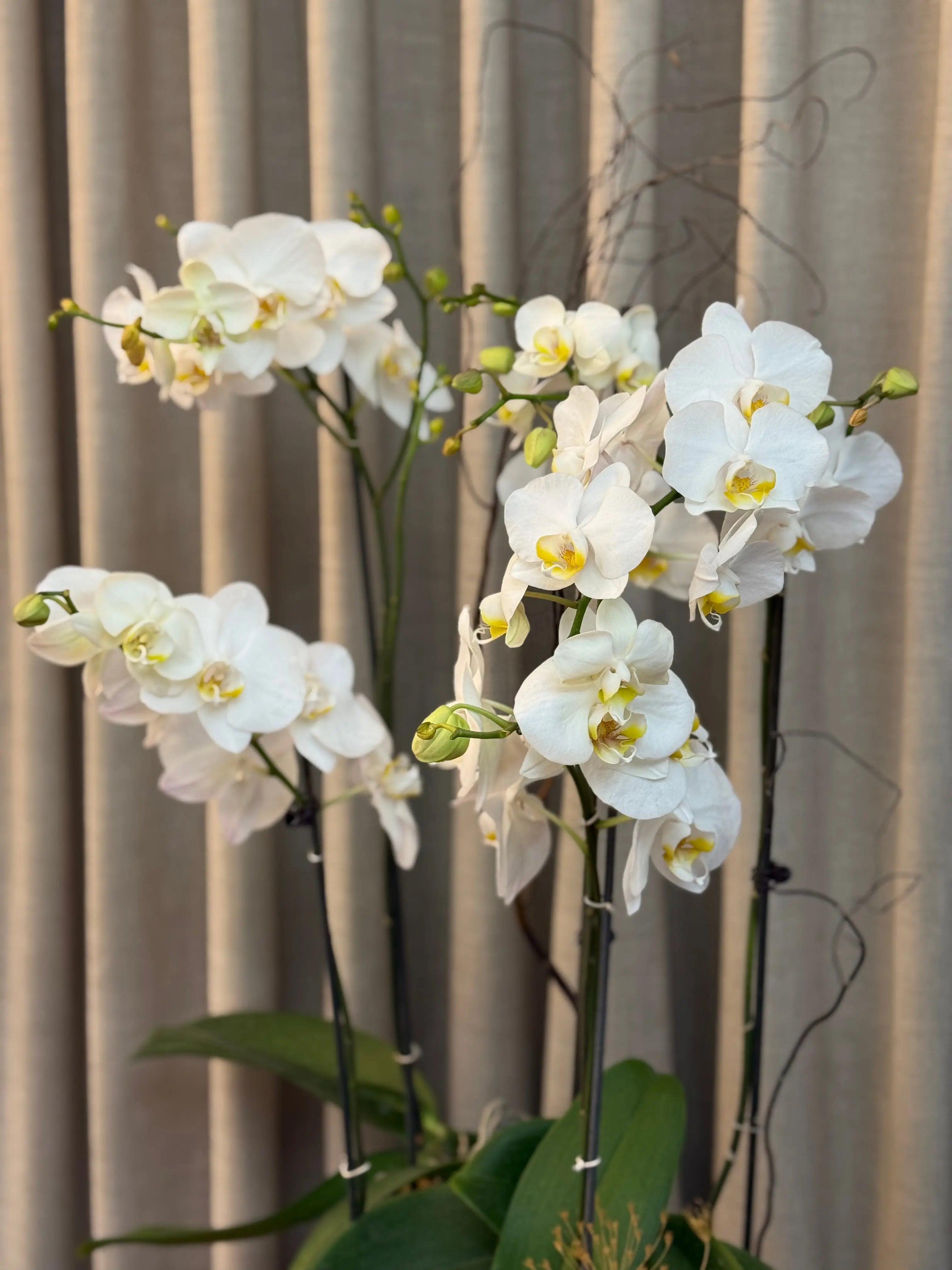 Phalaenopsis Pots - 5 stems Misty snow 1magnolialane