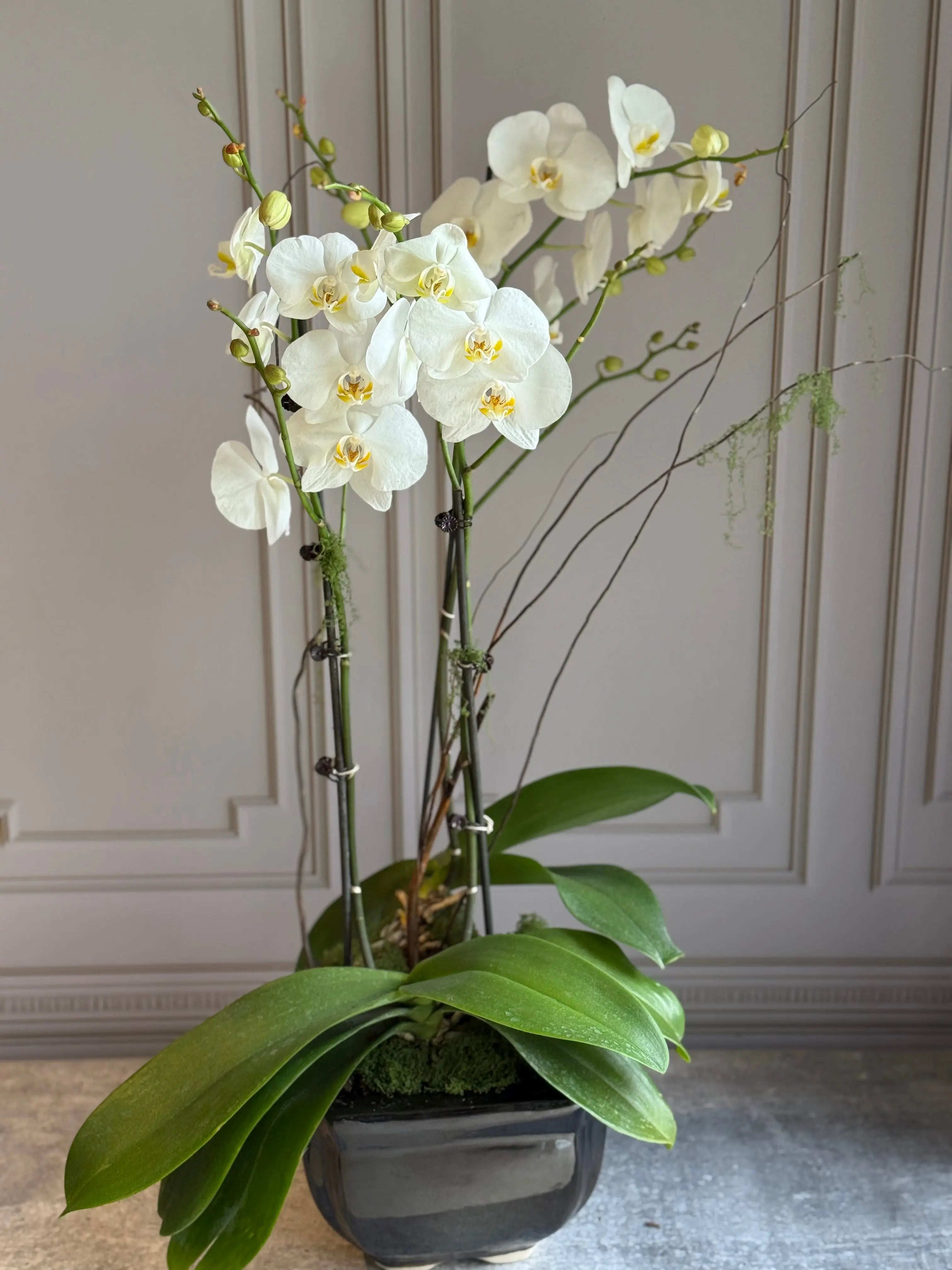 Phalaenopsis Pots - 3 stems 1magnolialane