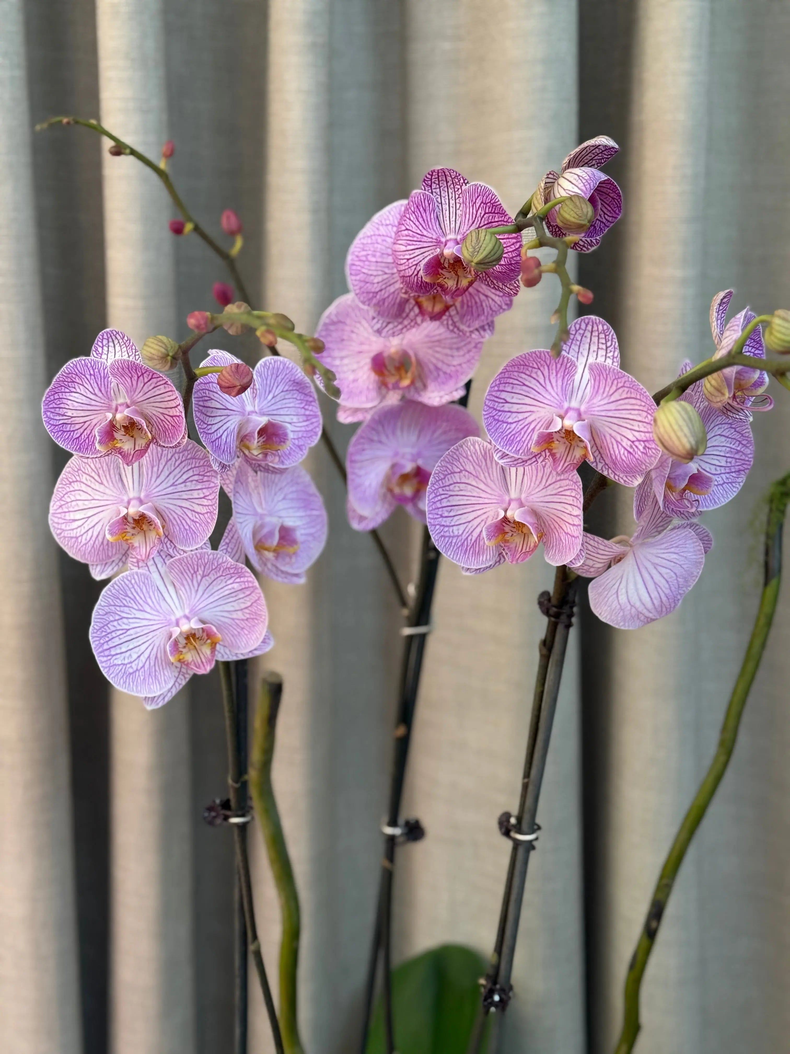 Phalaenopsis Pots - 3 stems Arcadia 1magnolialane