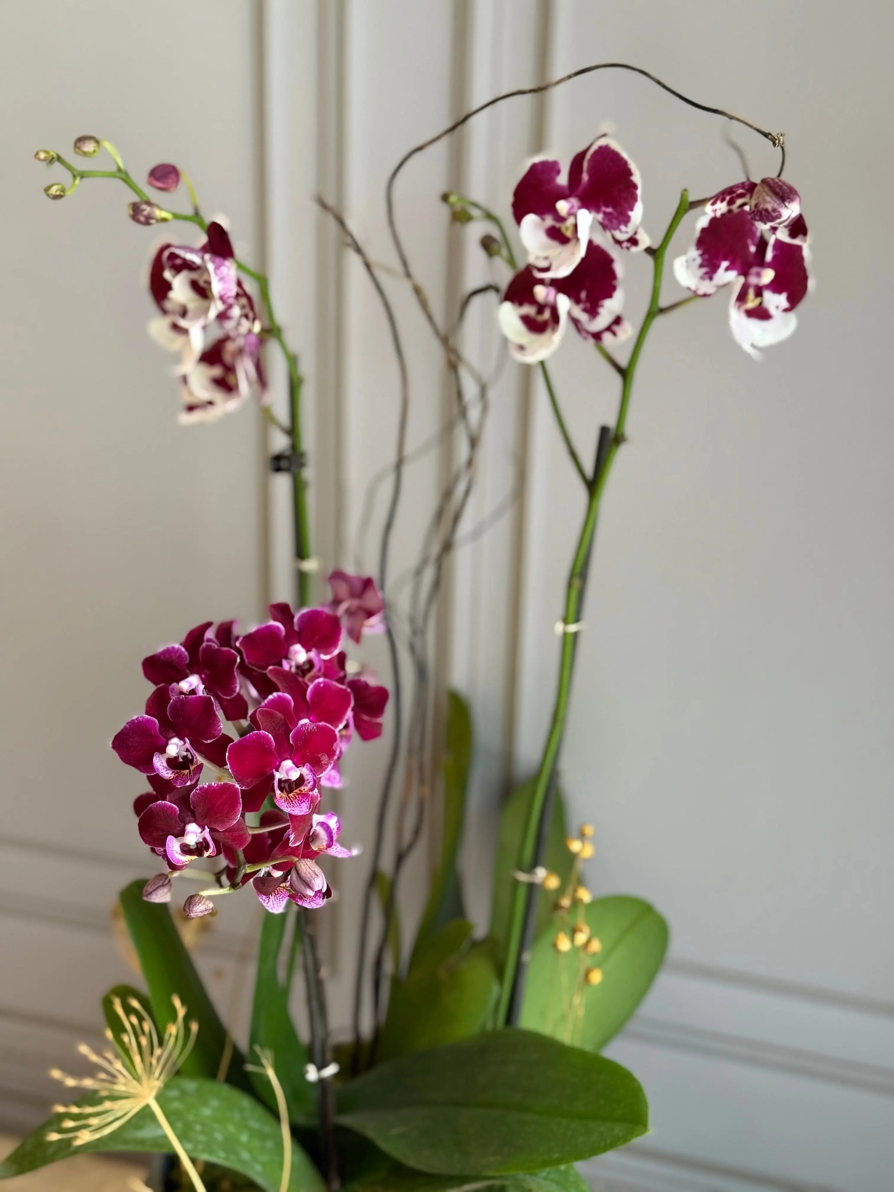 Phalaenopsis Pots - 3 stems 1magnolialane