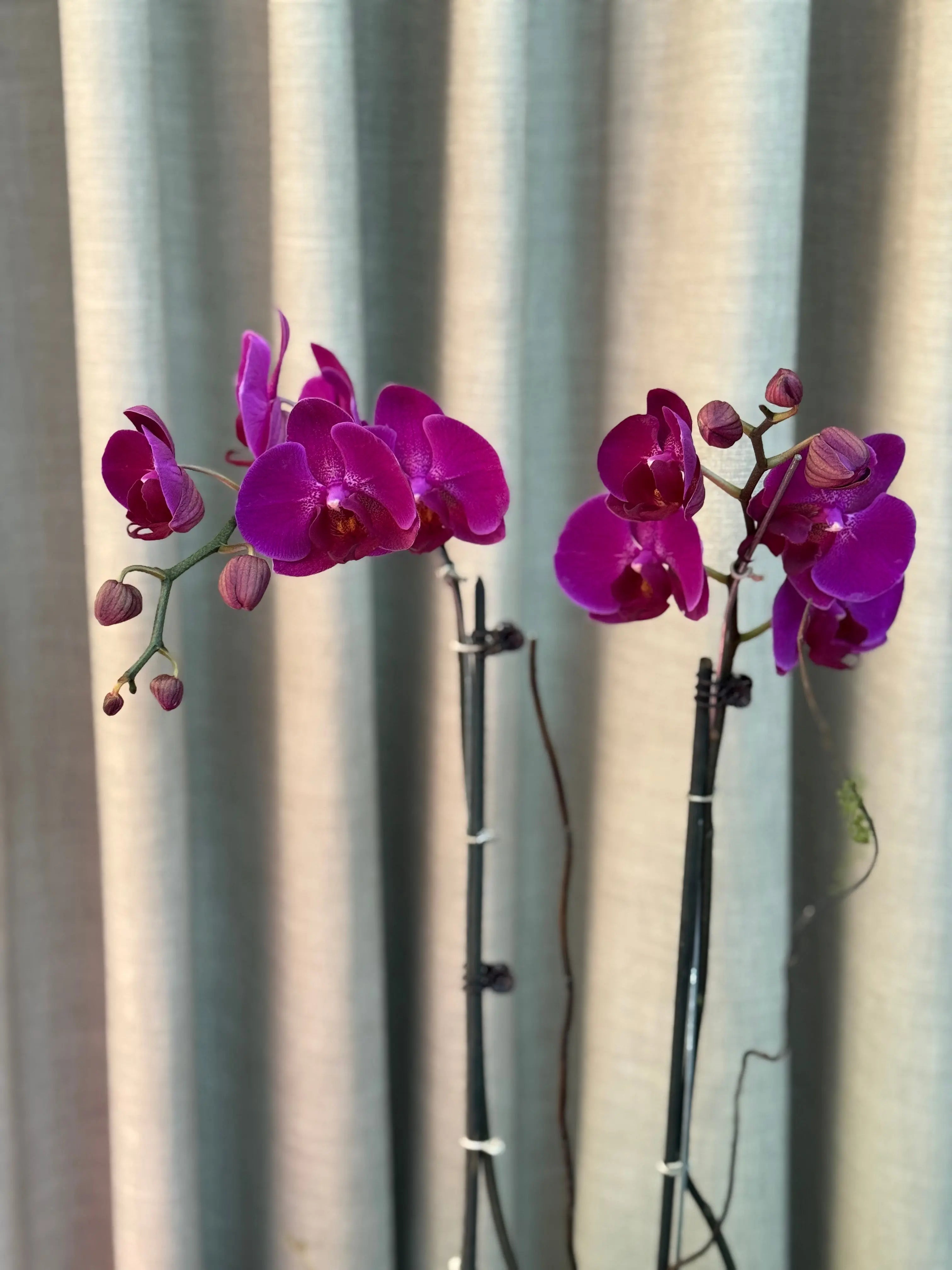 Phalaenopsis Pots - 2 stems Harper Seven 1magnolialane
