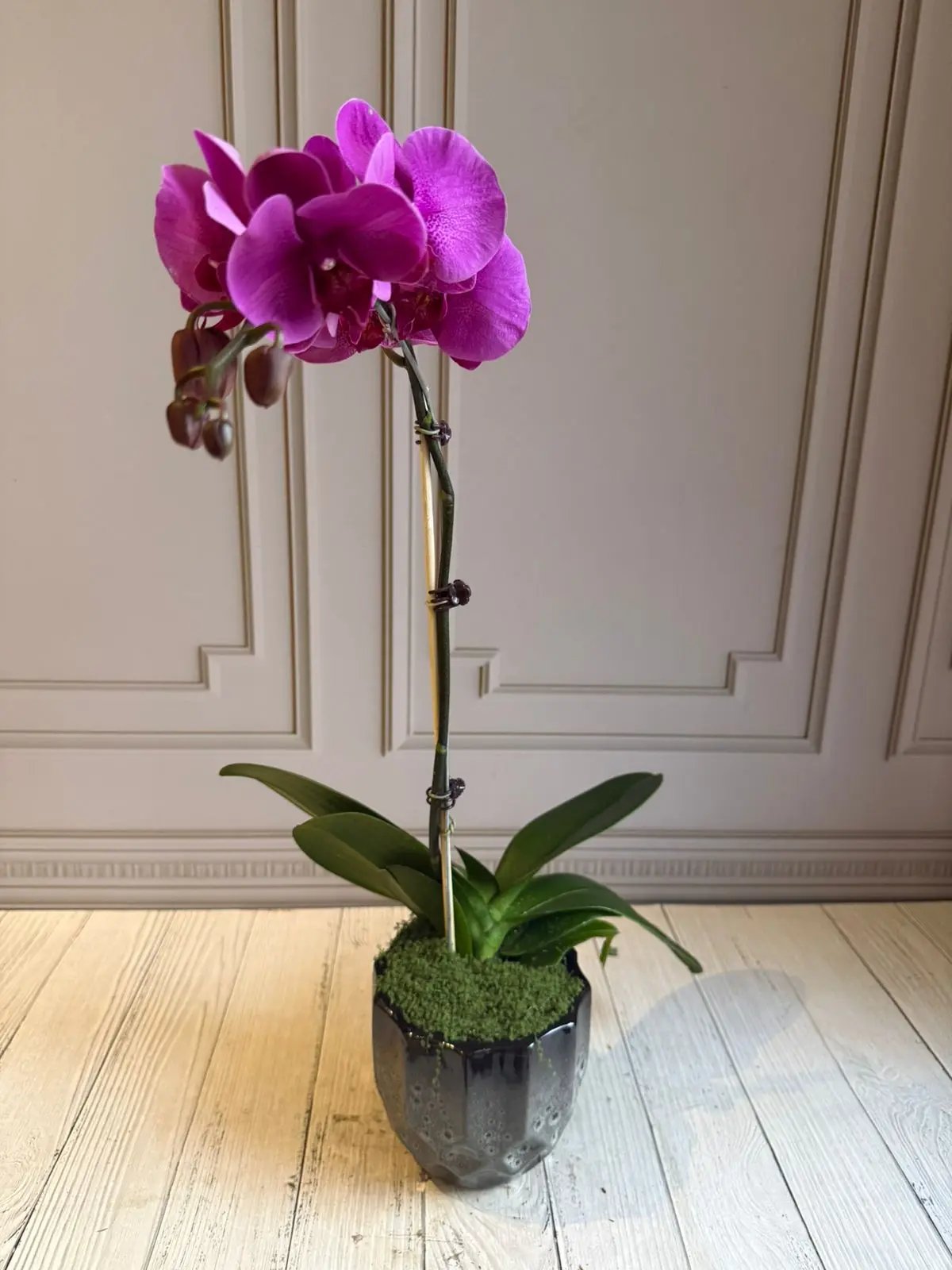 Phalaenopsis Plants (1 Stem) Dark Pink 1magnolialane