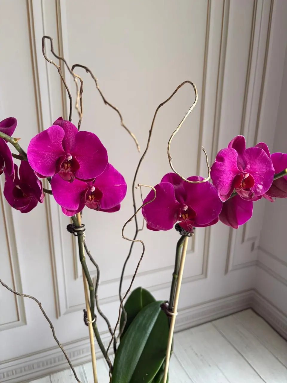 Phalaenopsis Pots - (2 stems) Dark Pink 1magnolialane