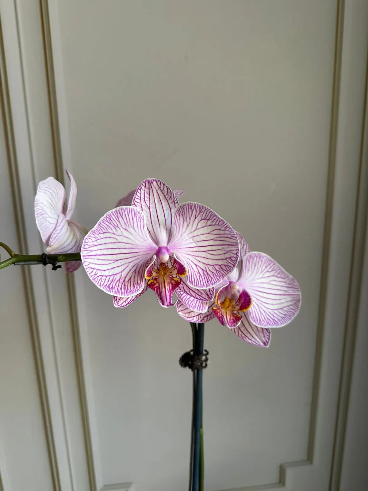 Phalaenopsis Plants (1 Stem) Light Pink with Stripes 1magnolialane
