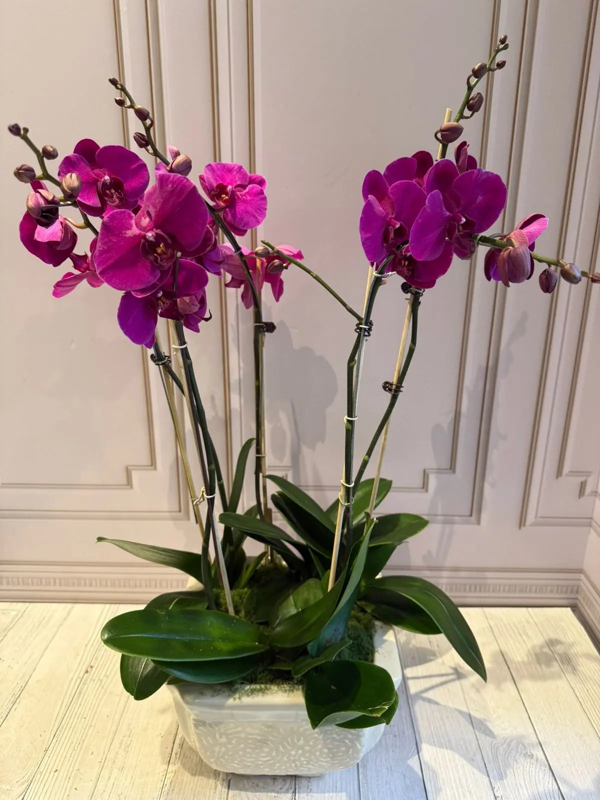 Phalaenopsis Pots - 5 Stems Dark Pink 1magnolialane