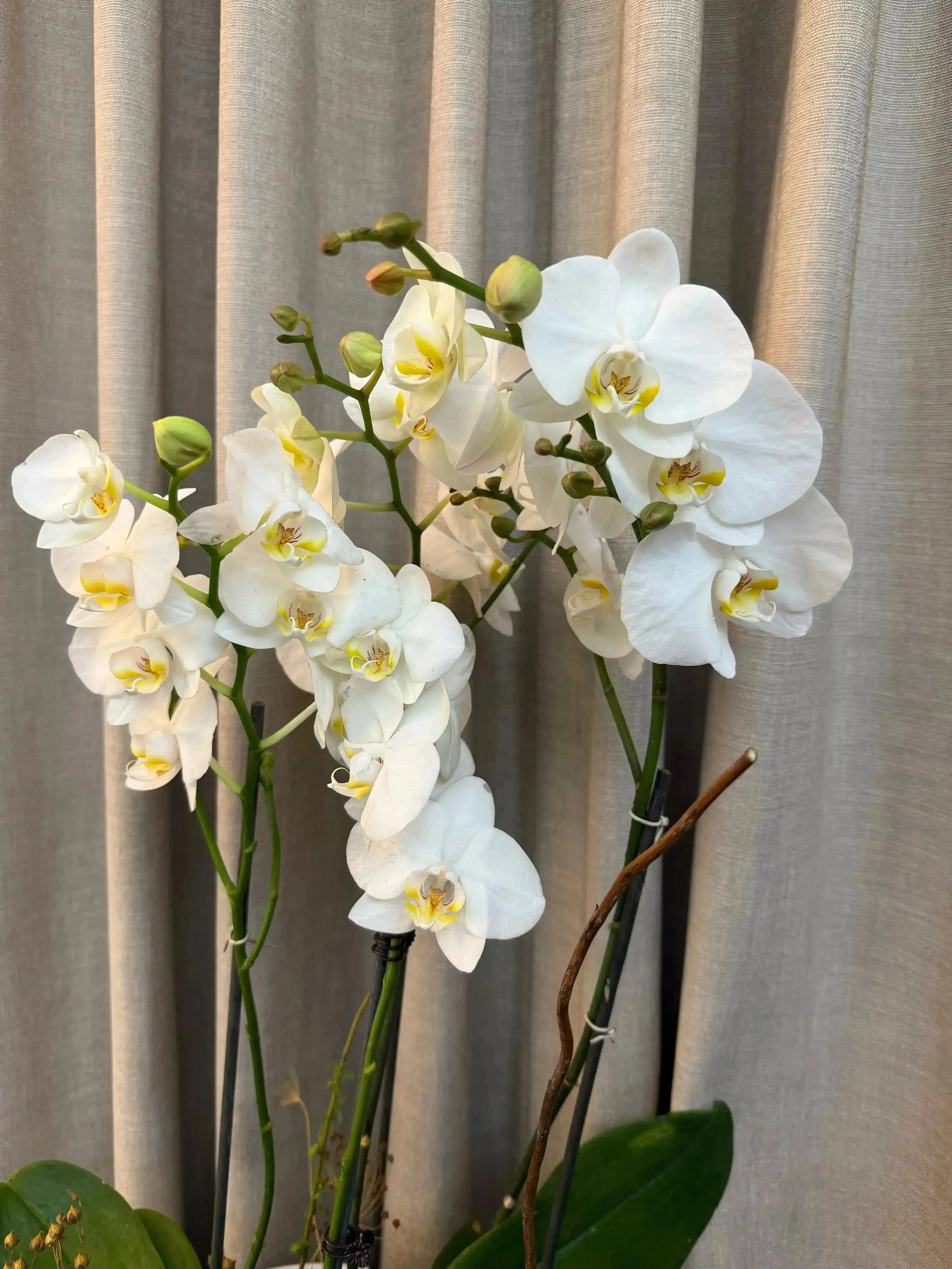 Phalaenopsis Pots - 4 stems 1magnolialane