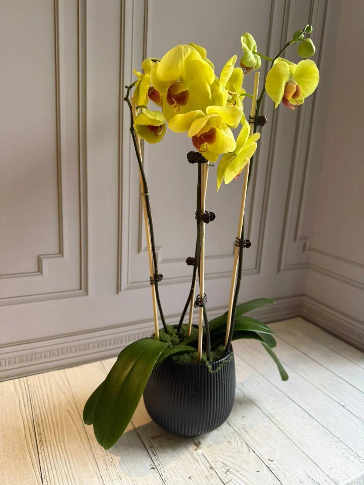 Phalaenopsis Pots - 4 Stems Yellow 1magnolialane