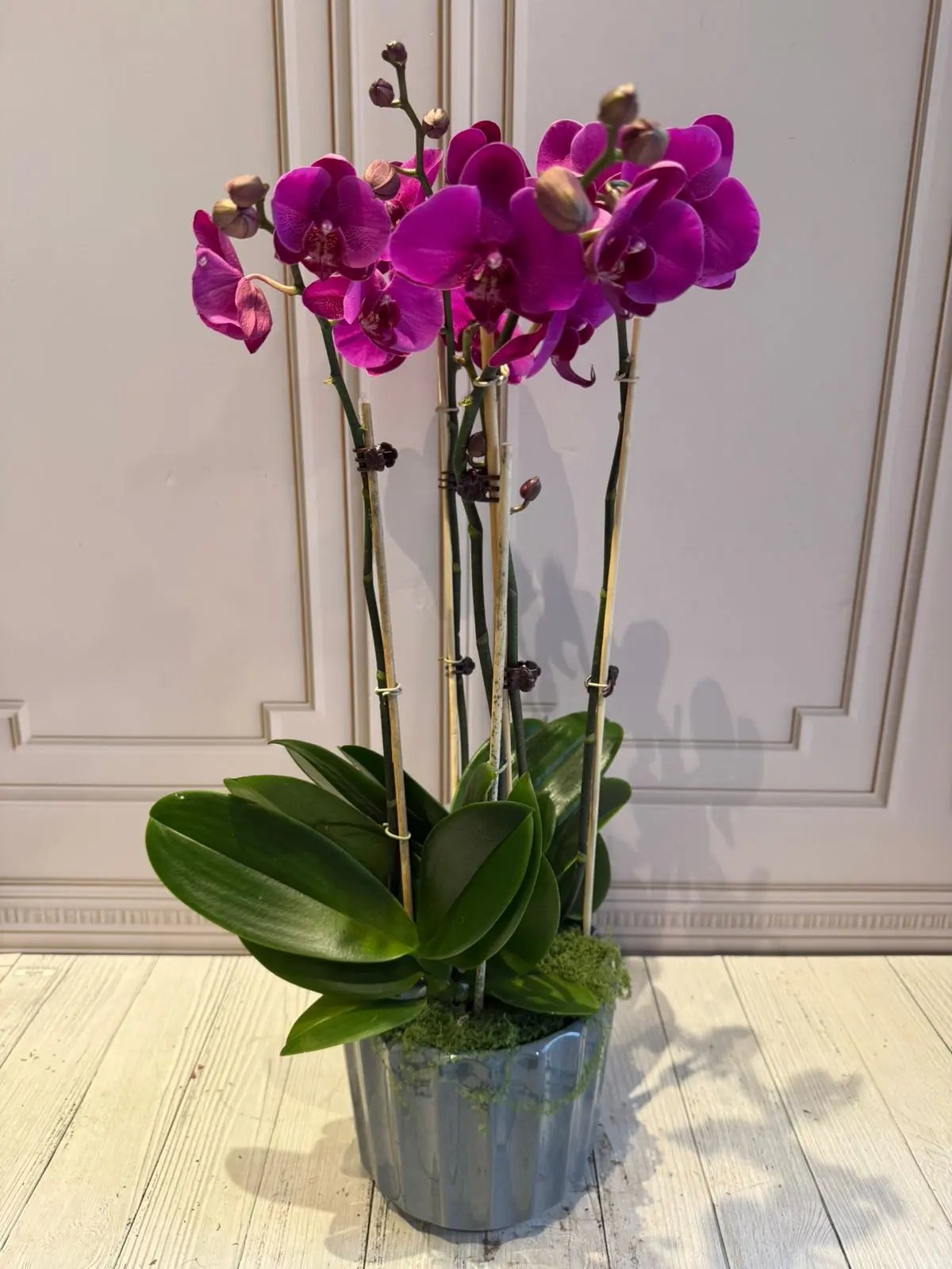 Phalaenopsis Pots - 4 Stems Dark Pink 1magnolialane
