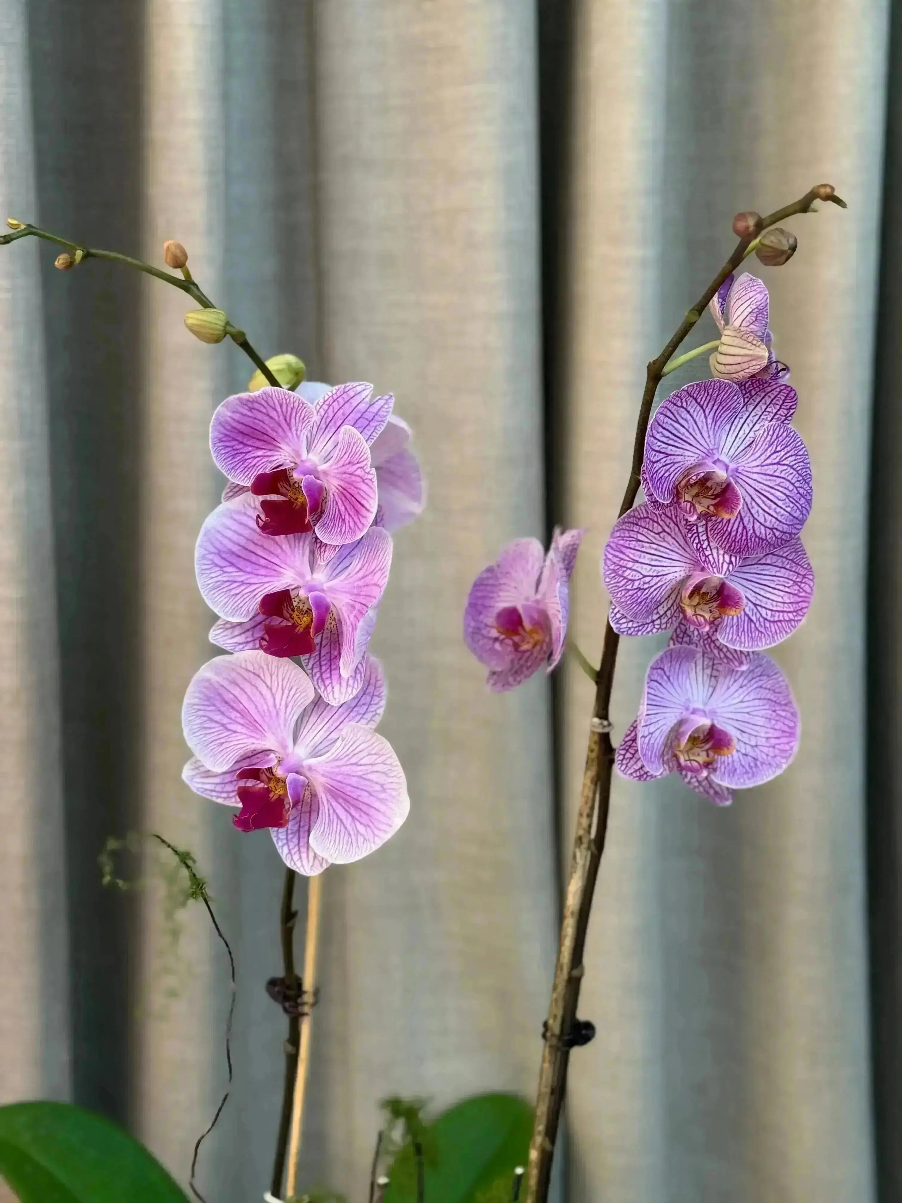 Phalaenopsis Pots - 2 stems 1magnolialane