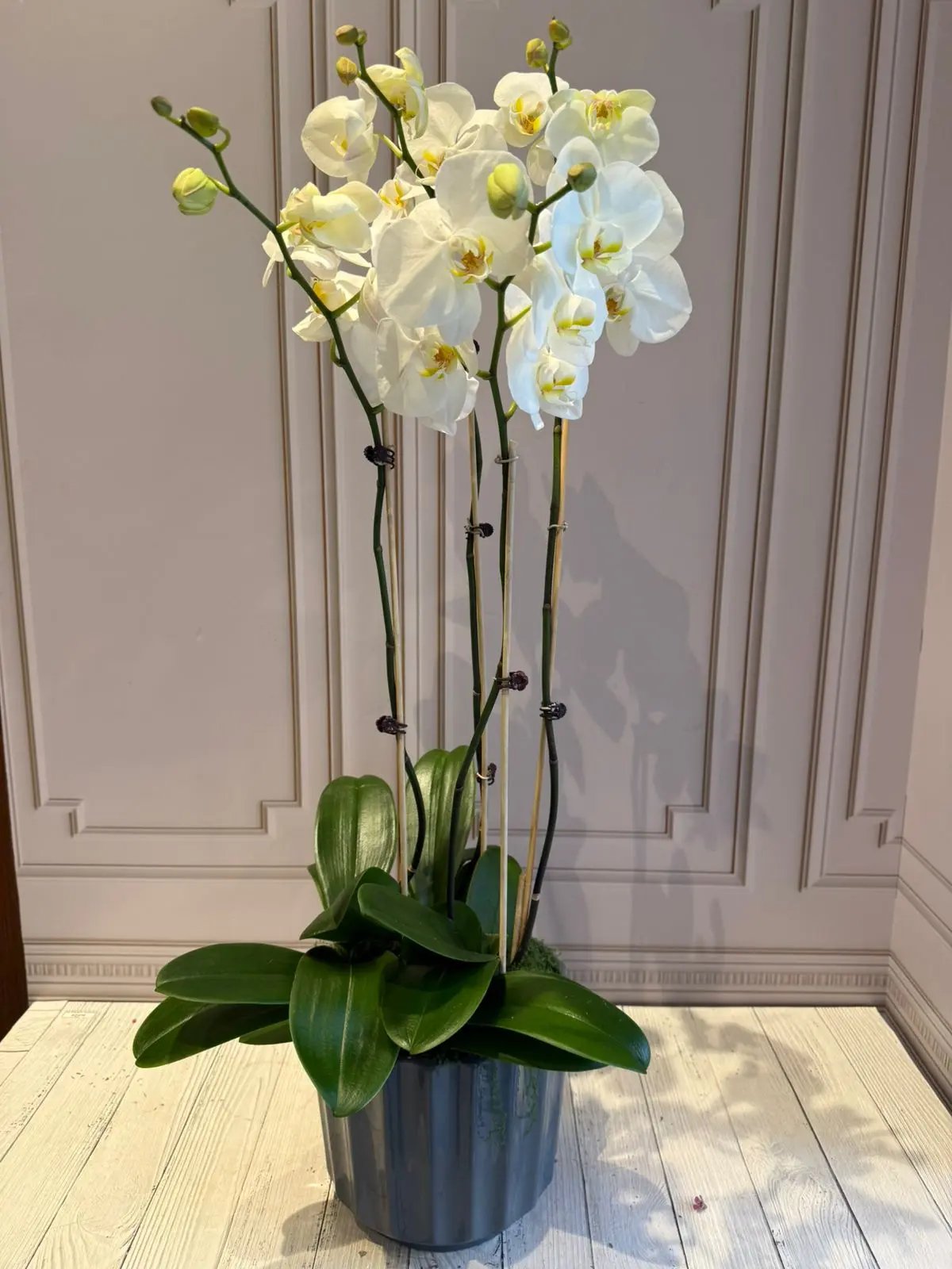 Phalaenopsis Pots - 4 Stems White with yellow center 1magnolialane