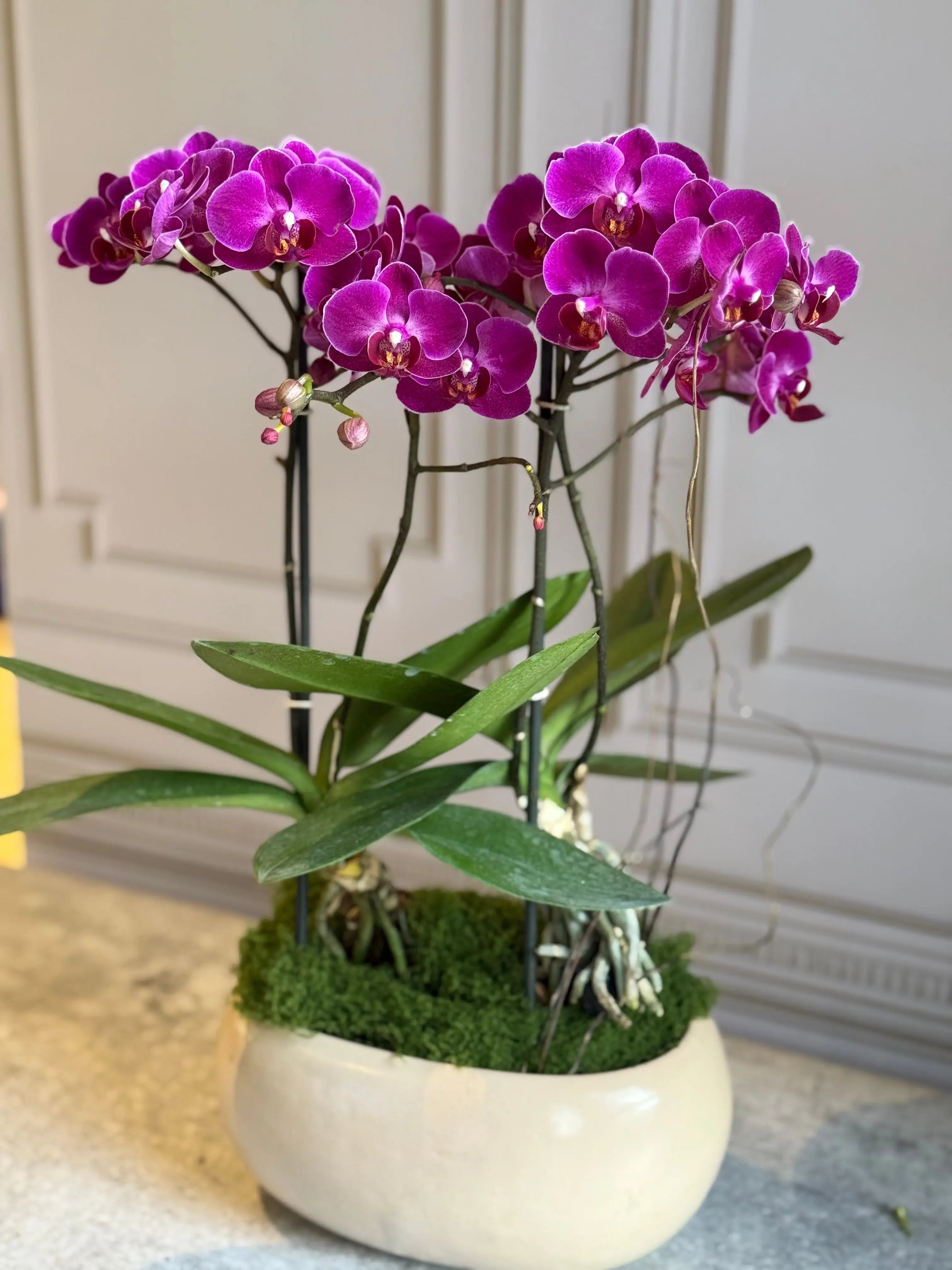 Phalaenopsis Pots - 2 stems 1magnolialane