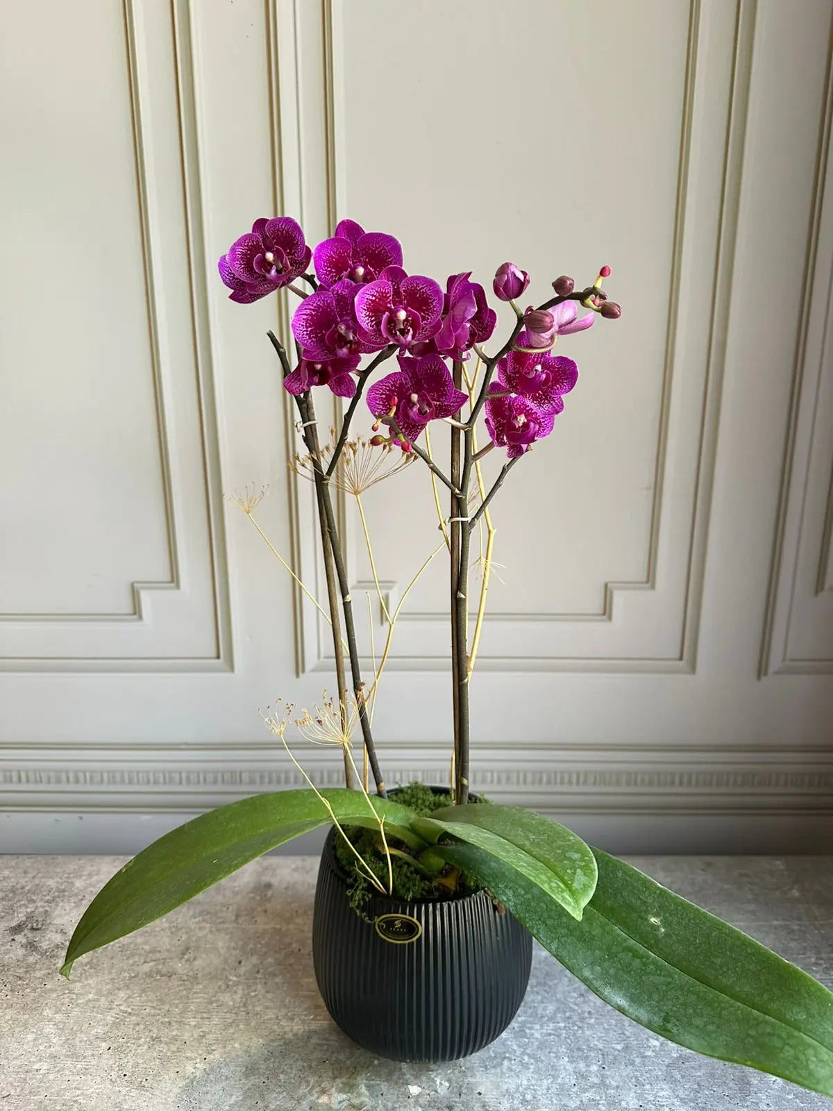 Phalaenopsis Pots ( 2 stems ) 20 1magnolialane