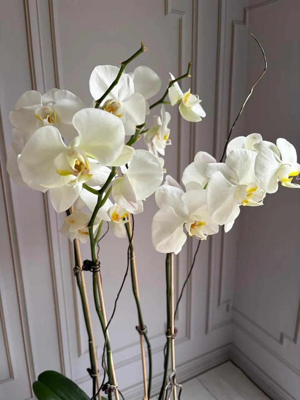 Phalaenopsis Pots - (4 Stems) White 1magnolialane