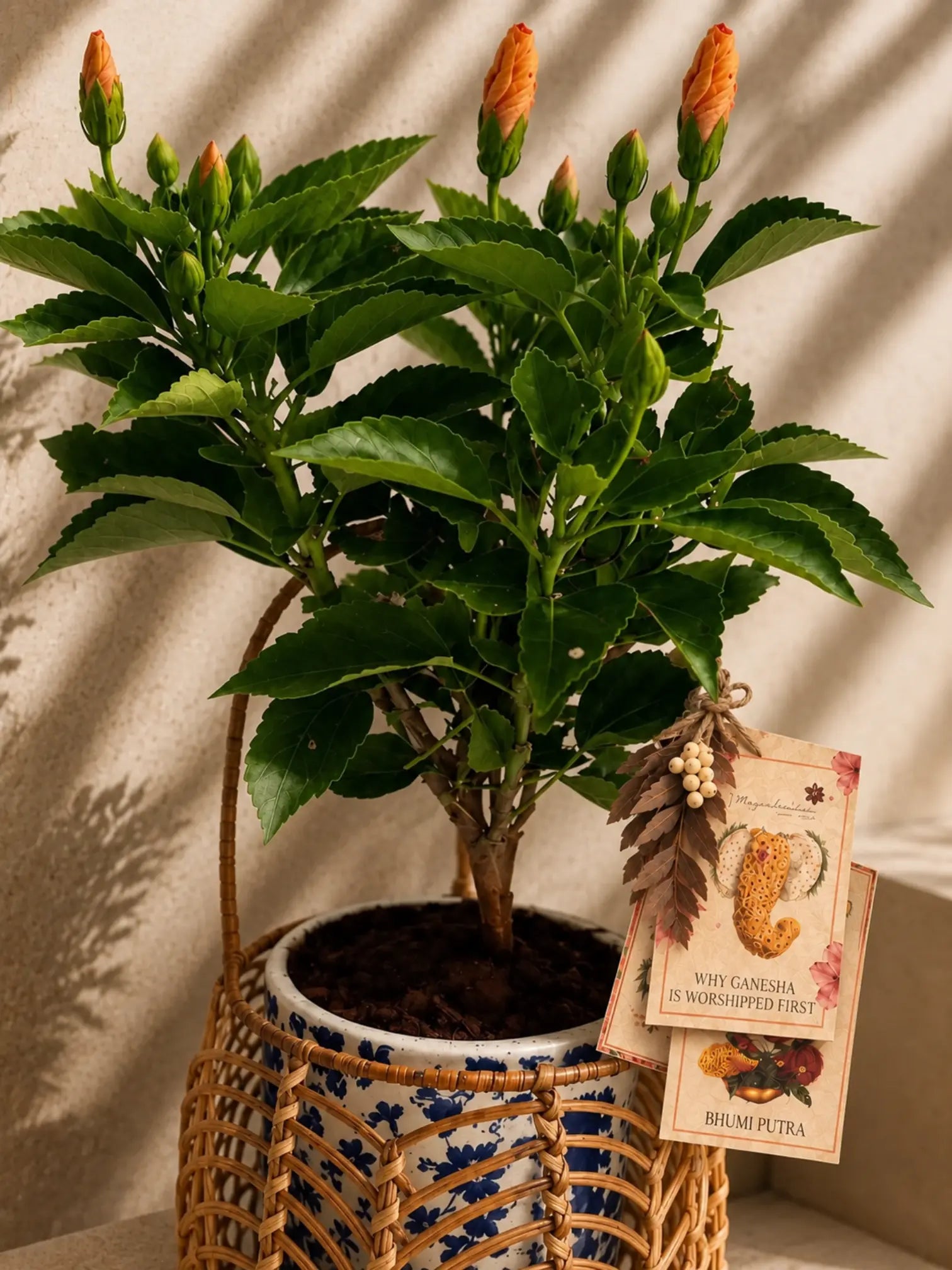 Kesari Japa 1magnolialane