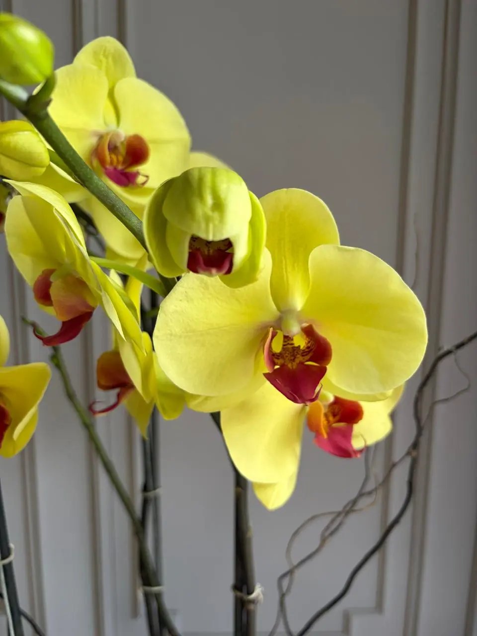 Phalaenopsis Pots (3 stems) Yellow 1magnolialane