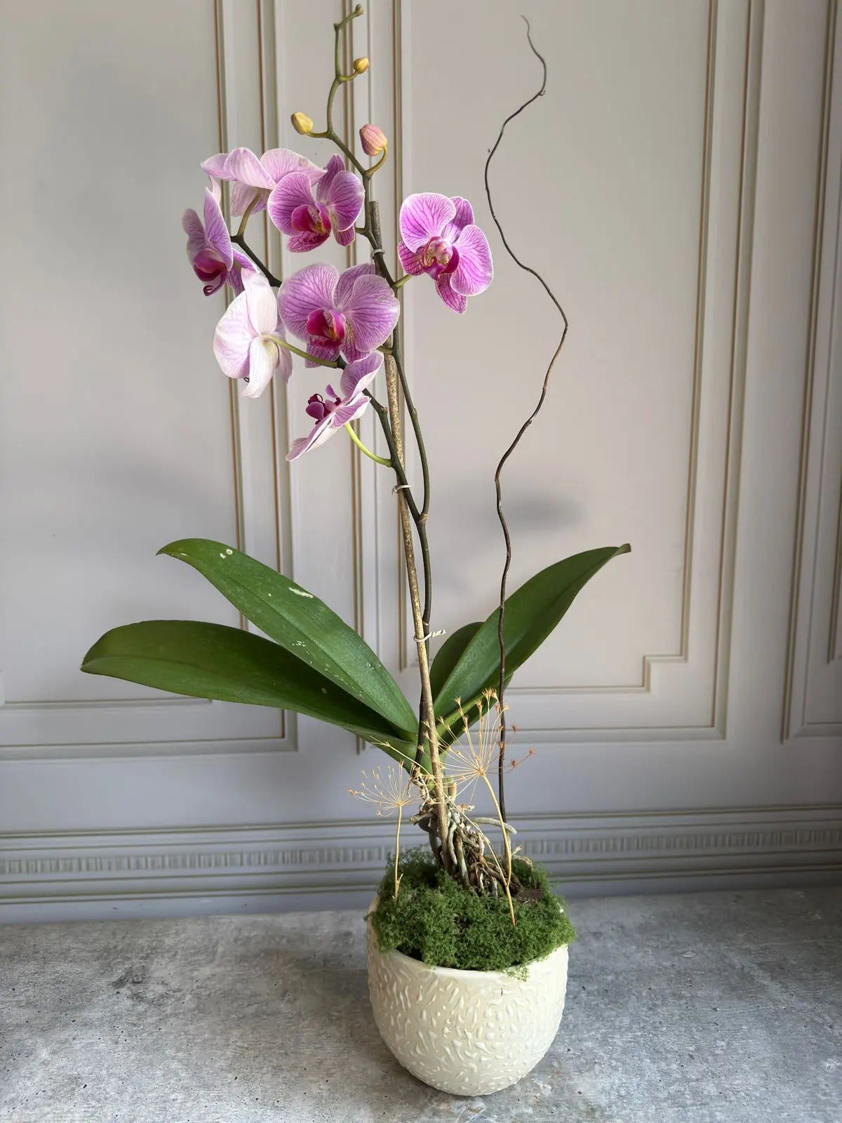 Phalaenopsis Plants (1 Stem) 1magnolialane