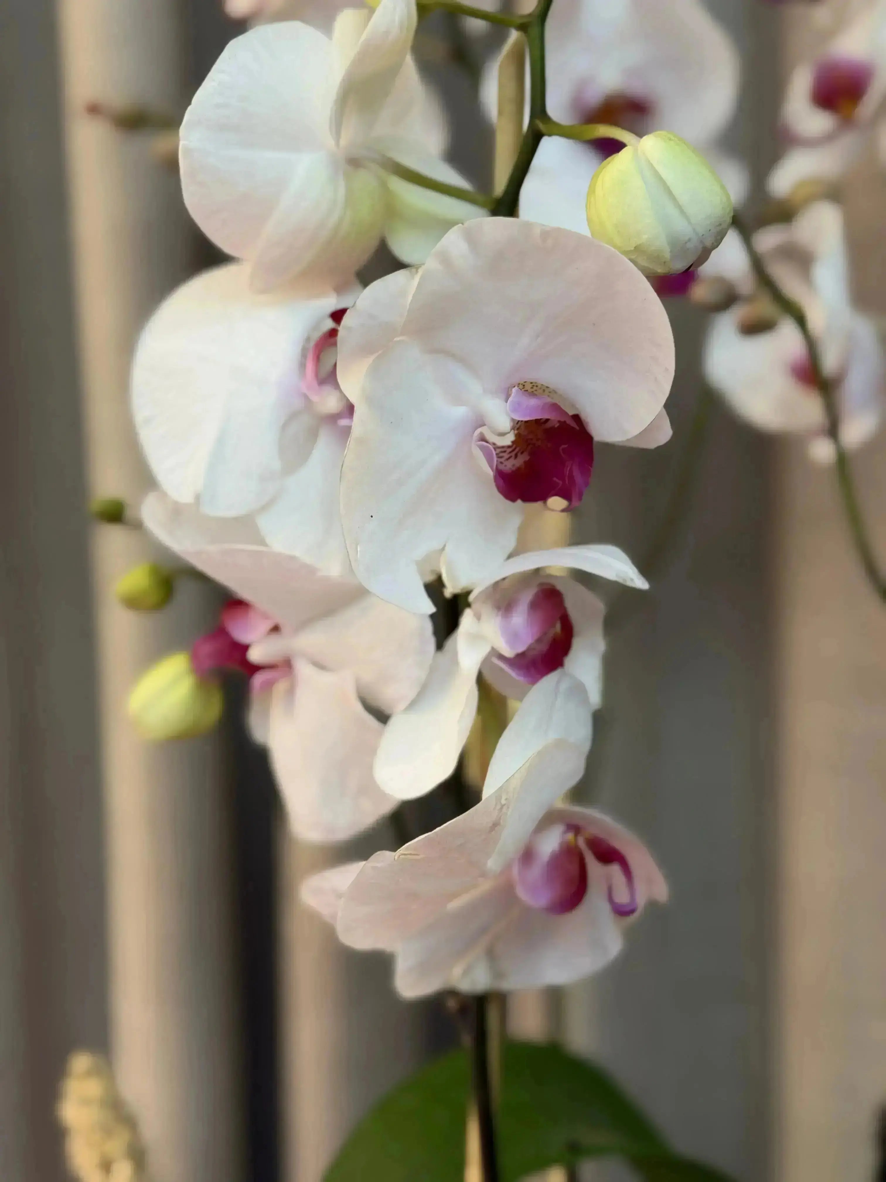 Phalaenopsis Pots - 3 stems 1magnolialane