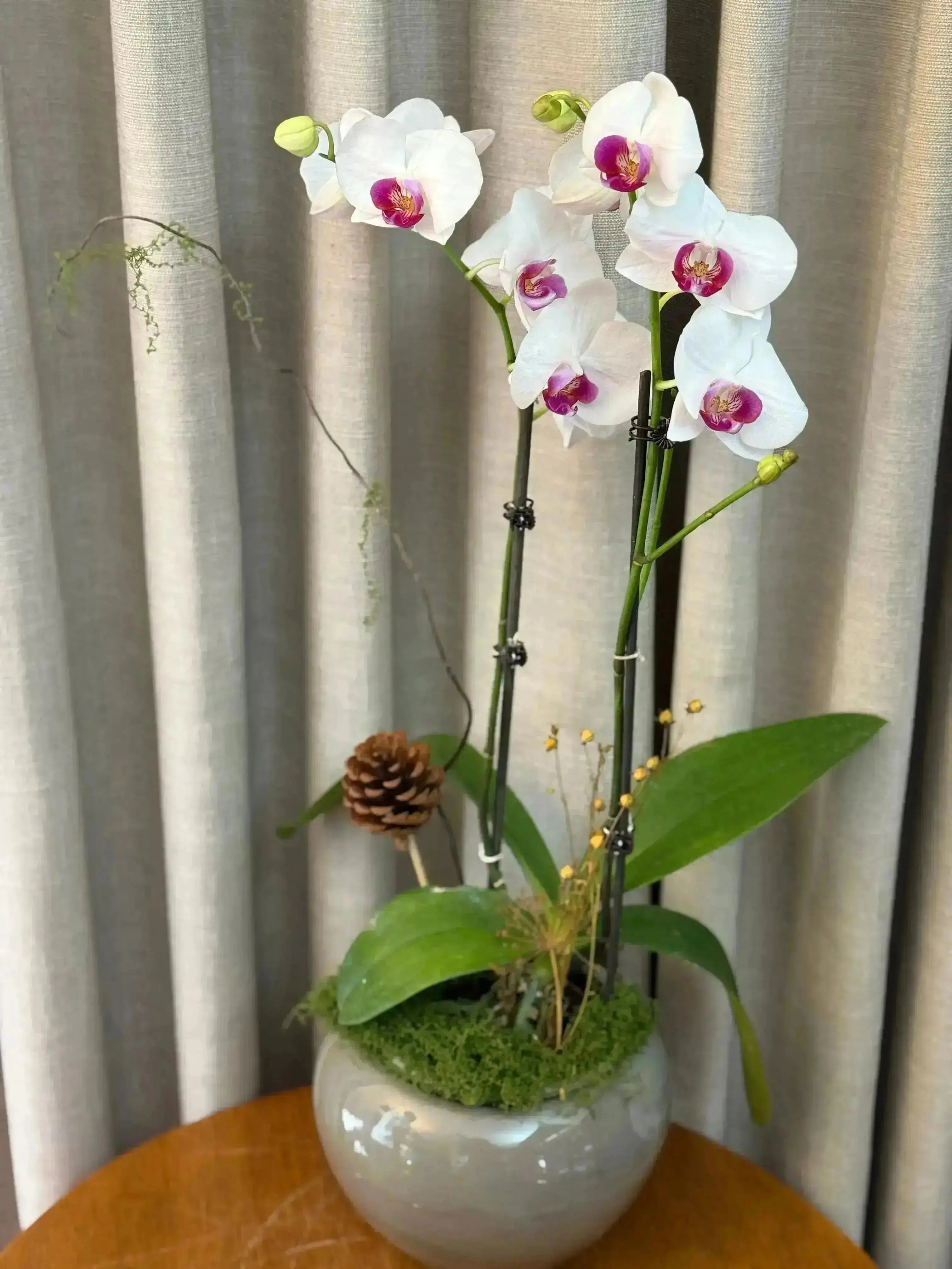 Phalaenopsis Pots - 2 stems 1magnolialane