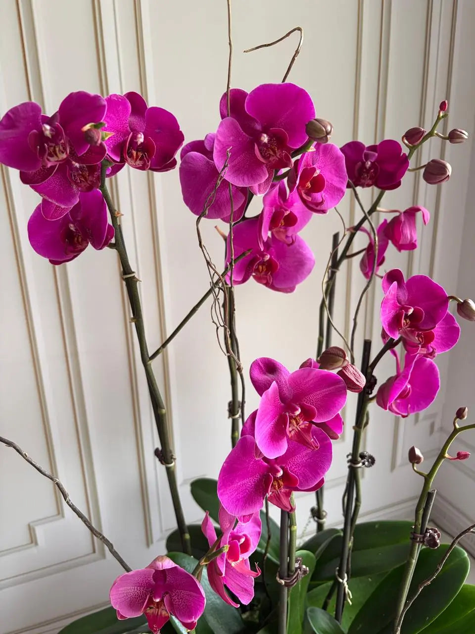 Phalaenopsis Plant - Dark Pink 1magnolialane