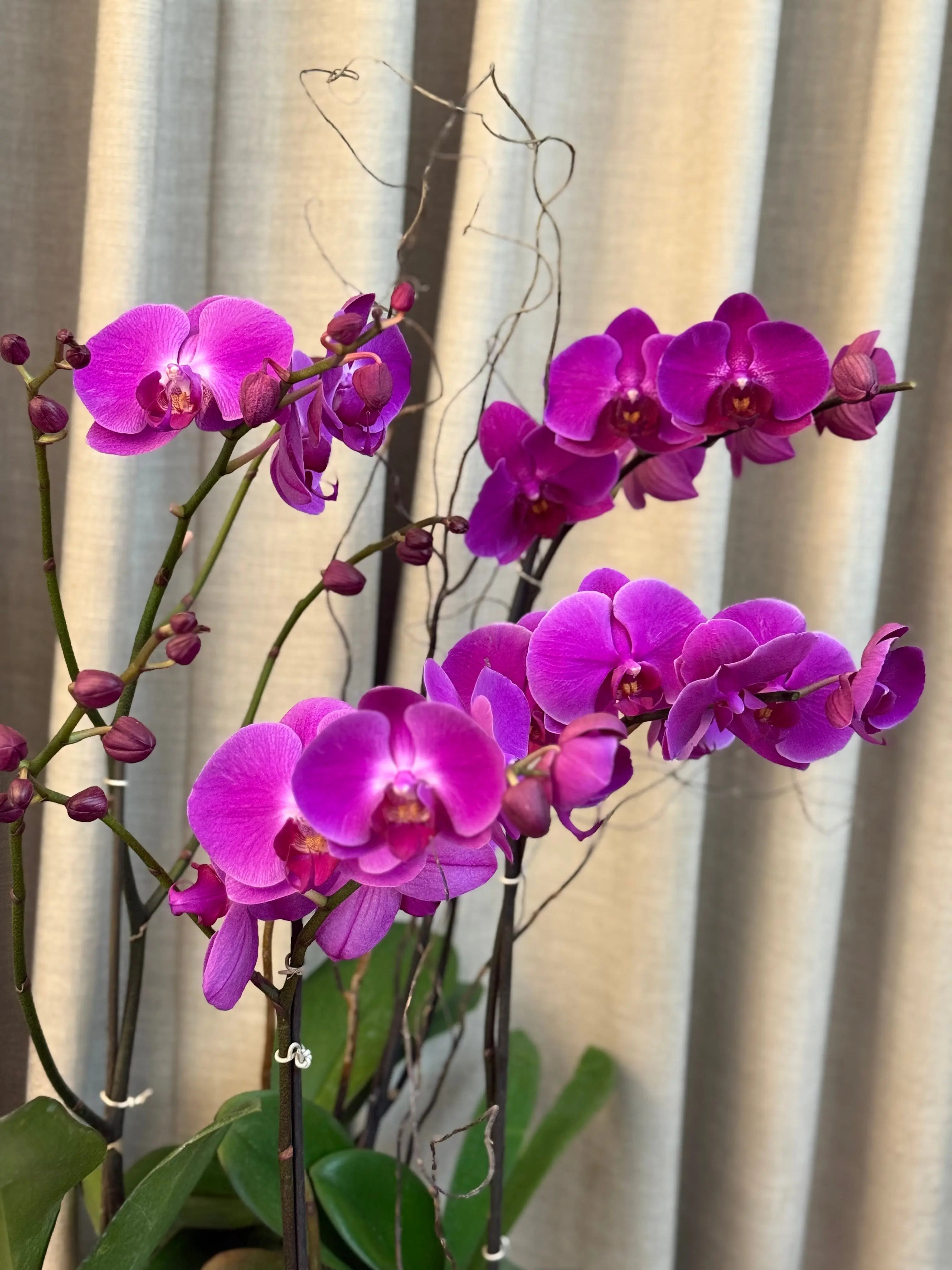 Phalaenopsis Pots - 4 stems Harper Seven 1magnolialane