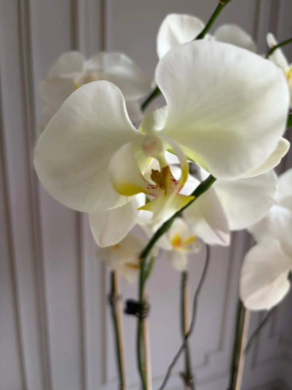 Phalaenopsis Pots - (4 Stems) White 1magnolialane