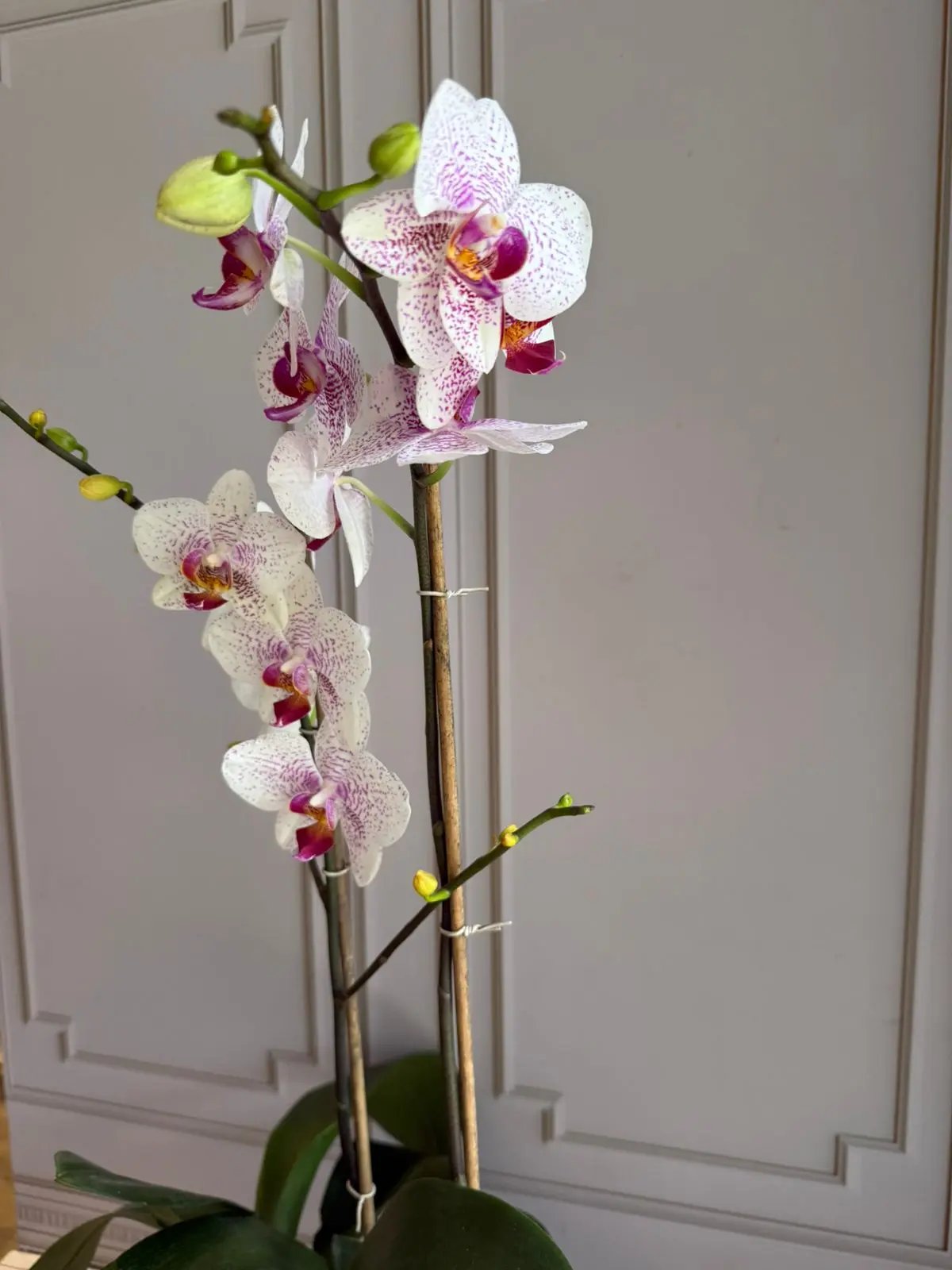 Phalaenopsis Pots (2 stems) (Fancy Freckles) 1magnolialane