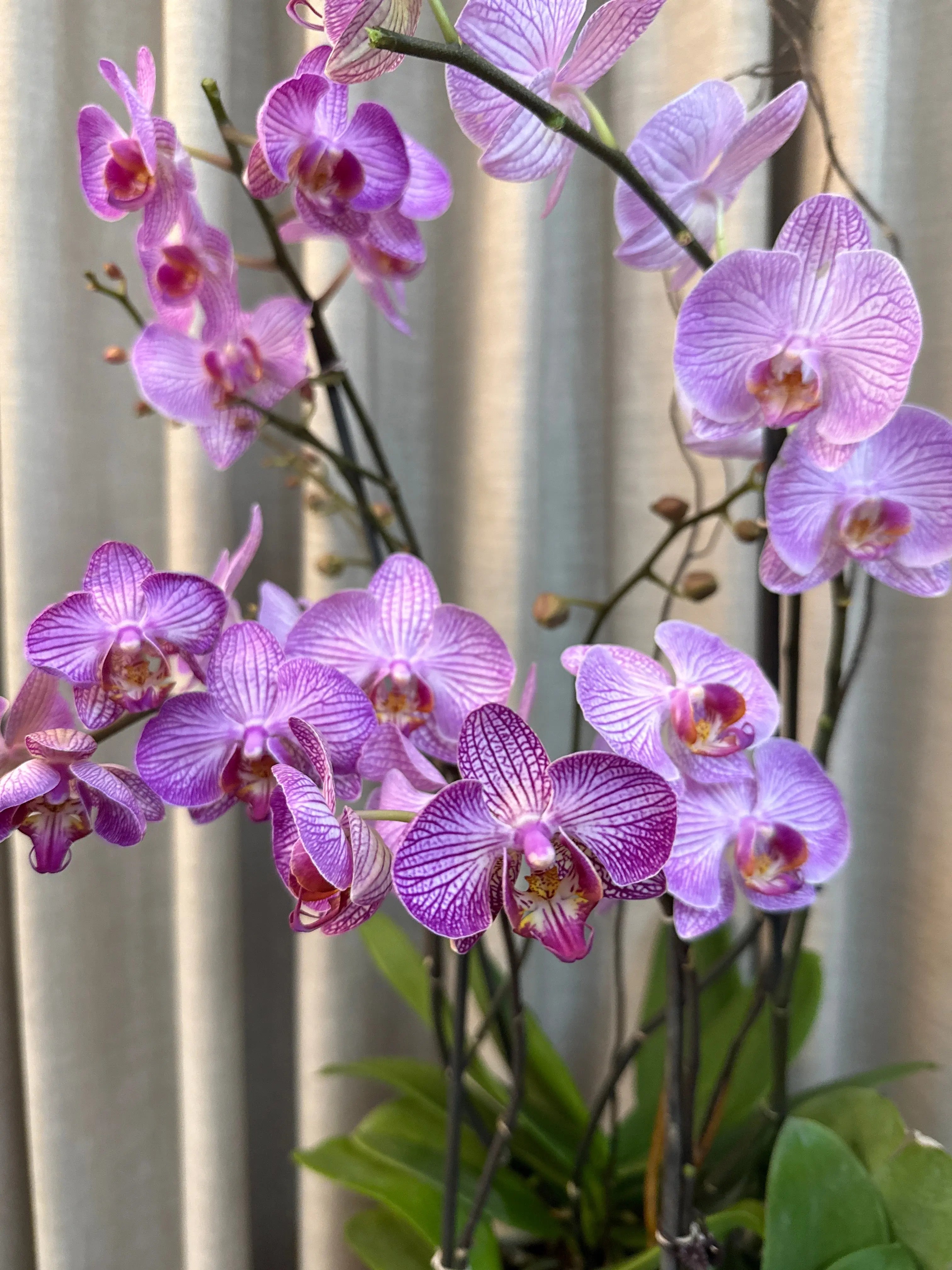 Phalaenopsis Pots - 4 stems Arcadia 1magnolialane