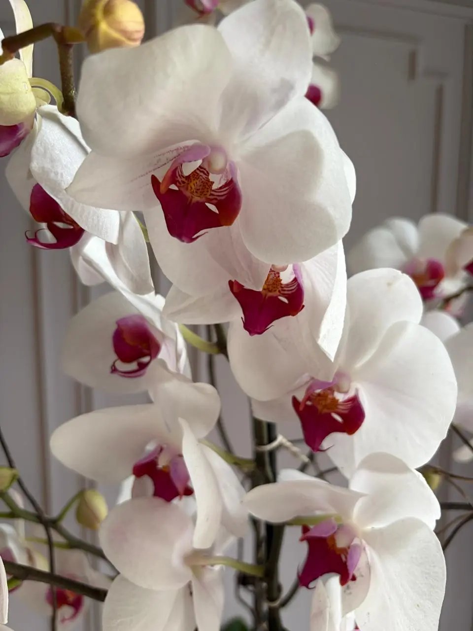Phalaenopsis Pots (3 stems) White 1magnolialane