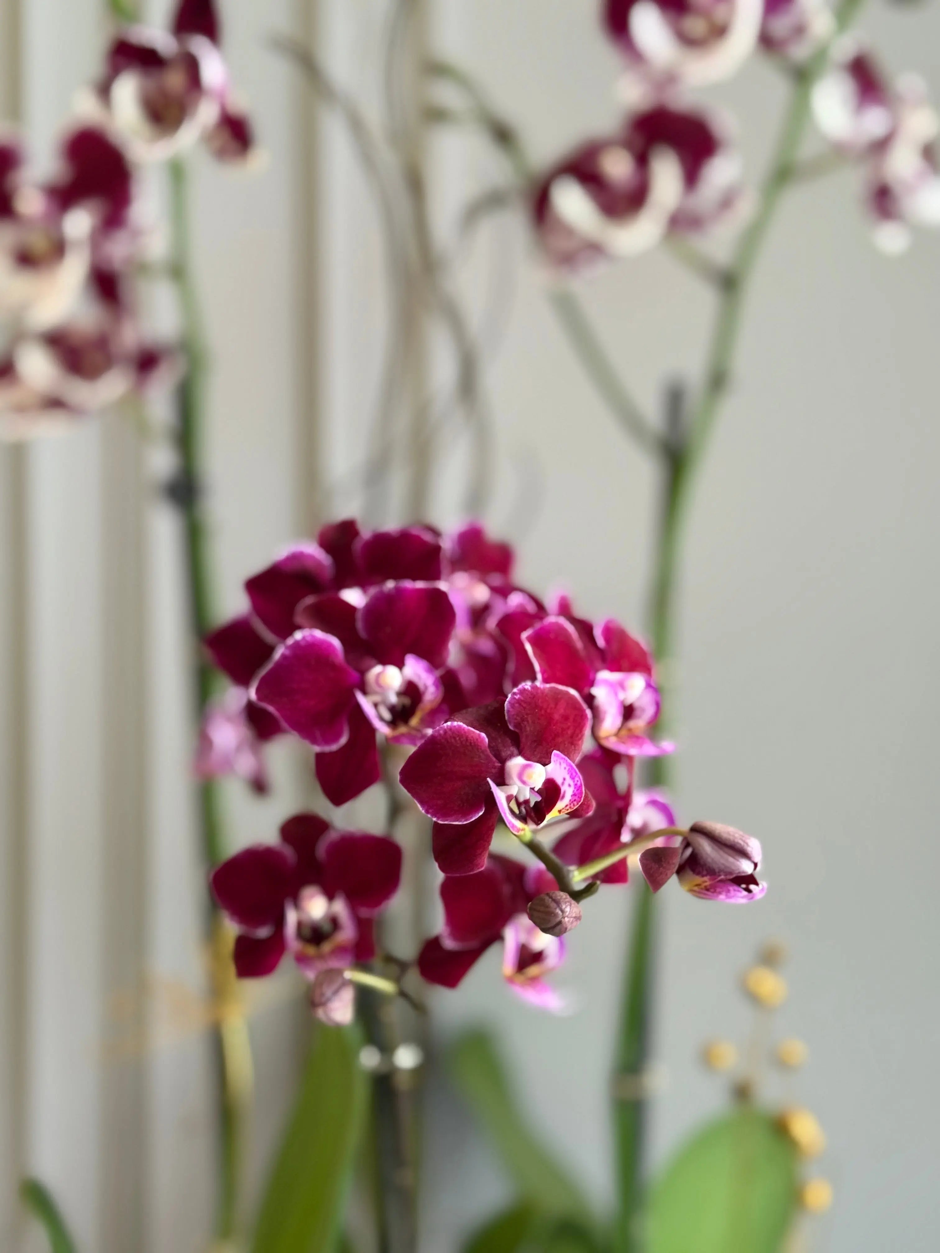 Phalaenopsis Pots - 3 stems 1magnolialane