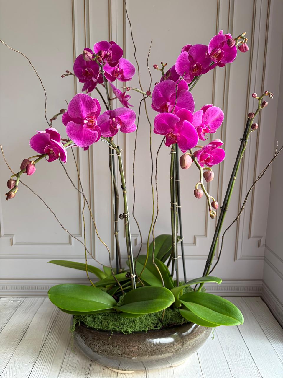 Phalaenopsis Plant - Dark Pink