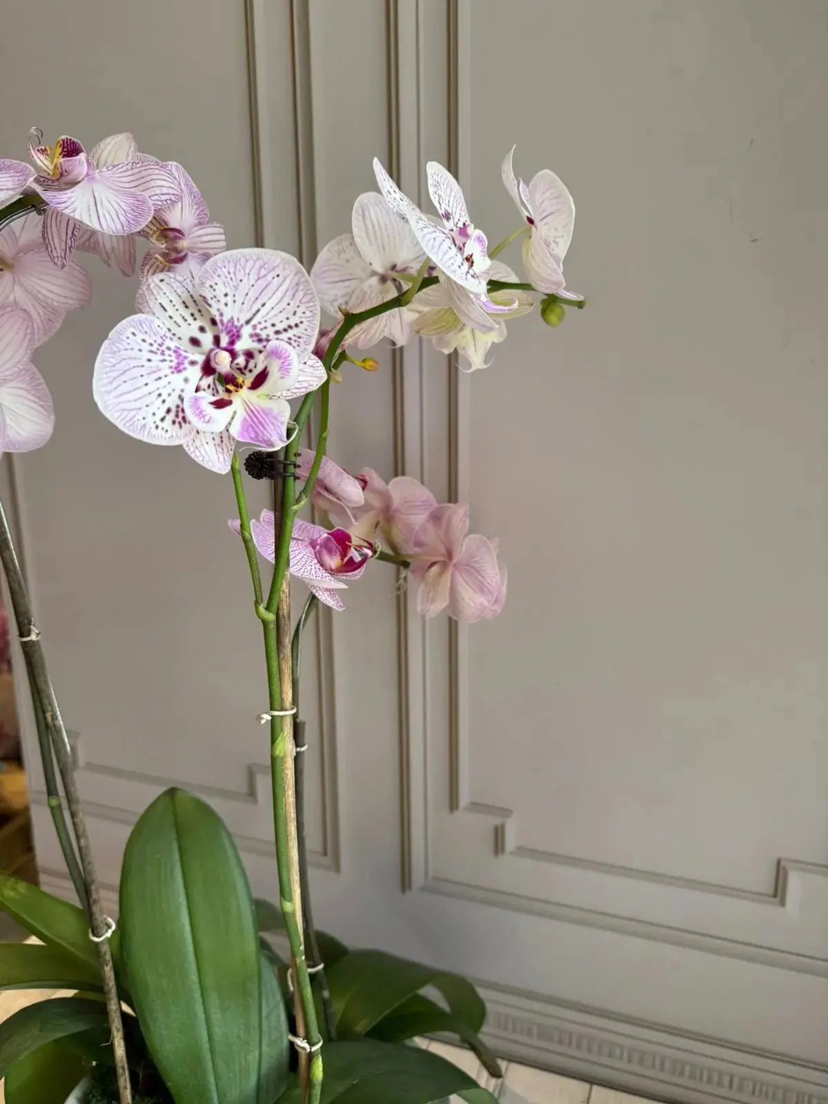 Phalaenopsis Pots - 3 Stems (Little Star) 1magnolialane