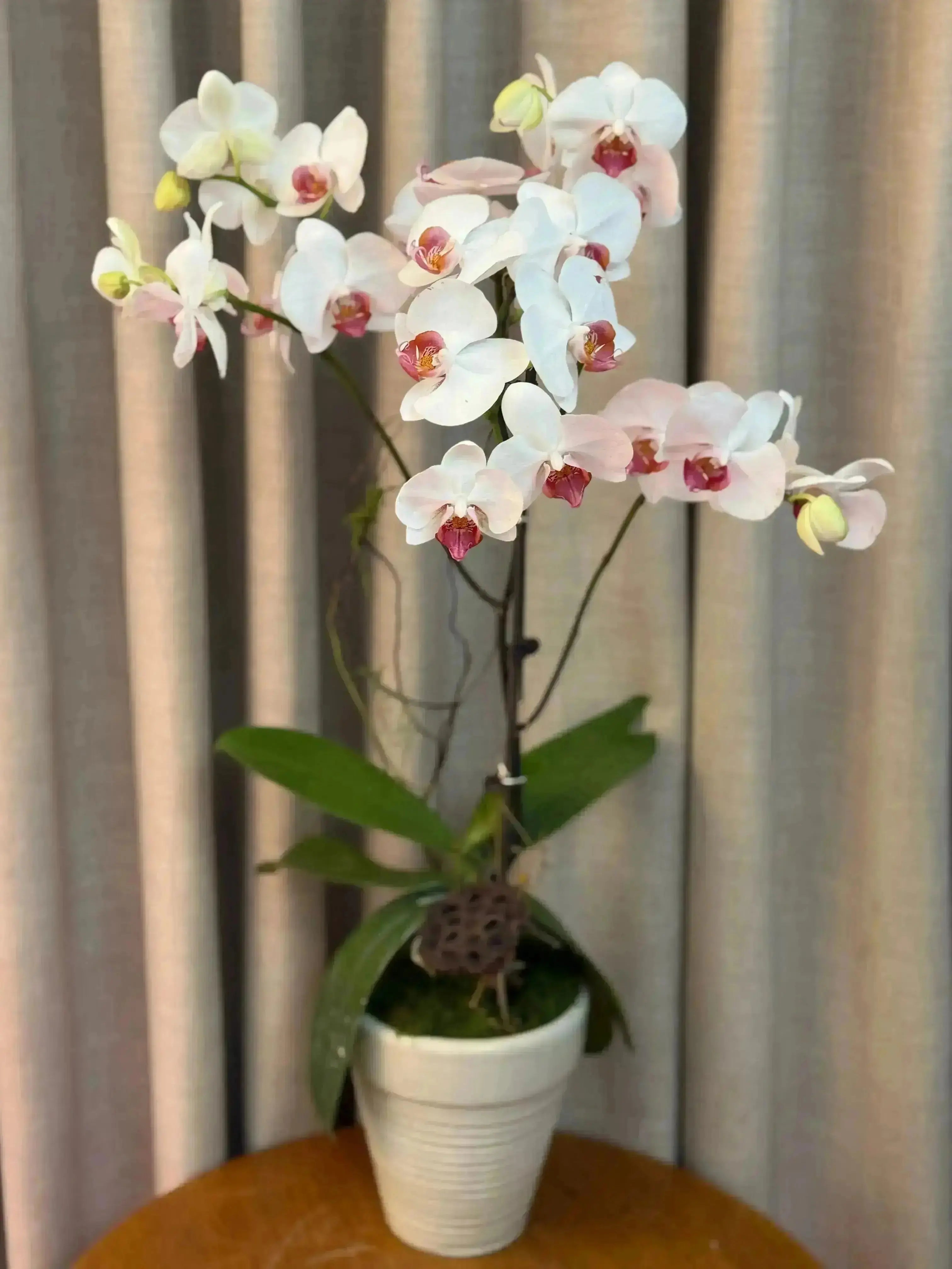 Phalaenopsis Pots - 1 Stem 1magnolialane