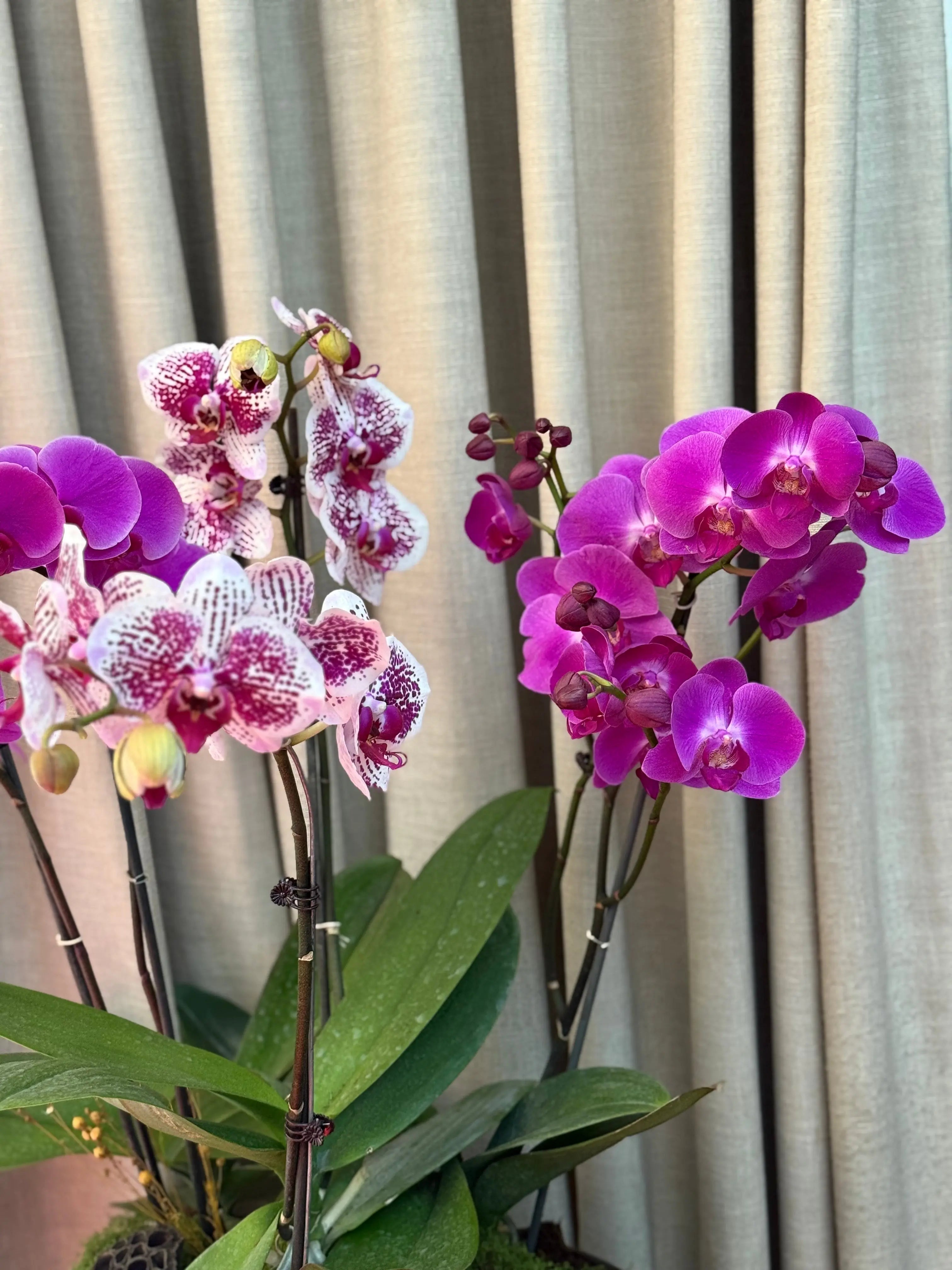 Phalaenopsis Pots - 5 stems Harper seven with Beautiful smile 1magnolialane
