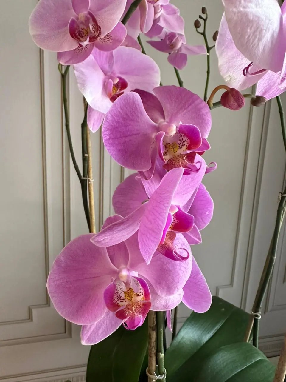 Phalaenopsis Pots - 5 Stems (Spring Glow) 1magnolialane