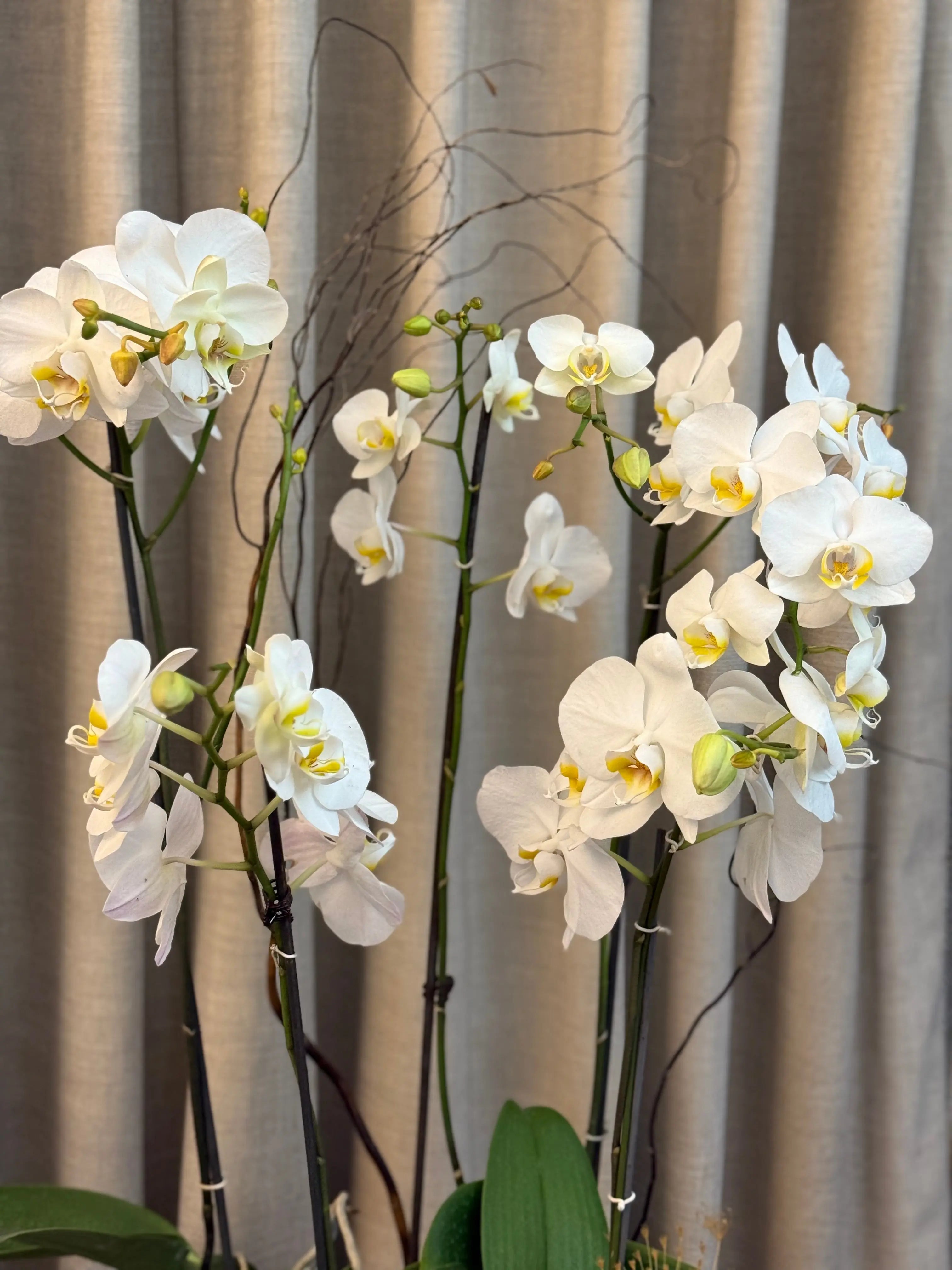 Phalaenopsis Pots - 5 stems Misty snow 1magnolialane