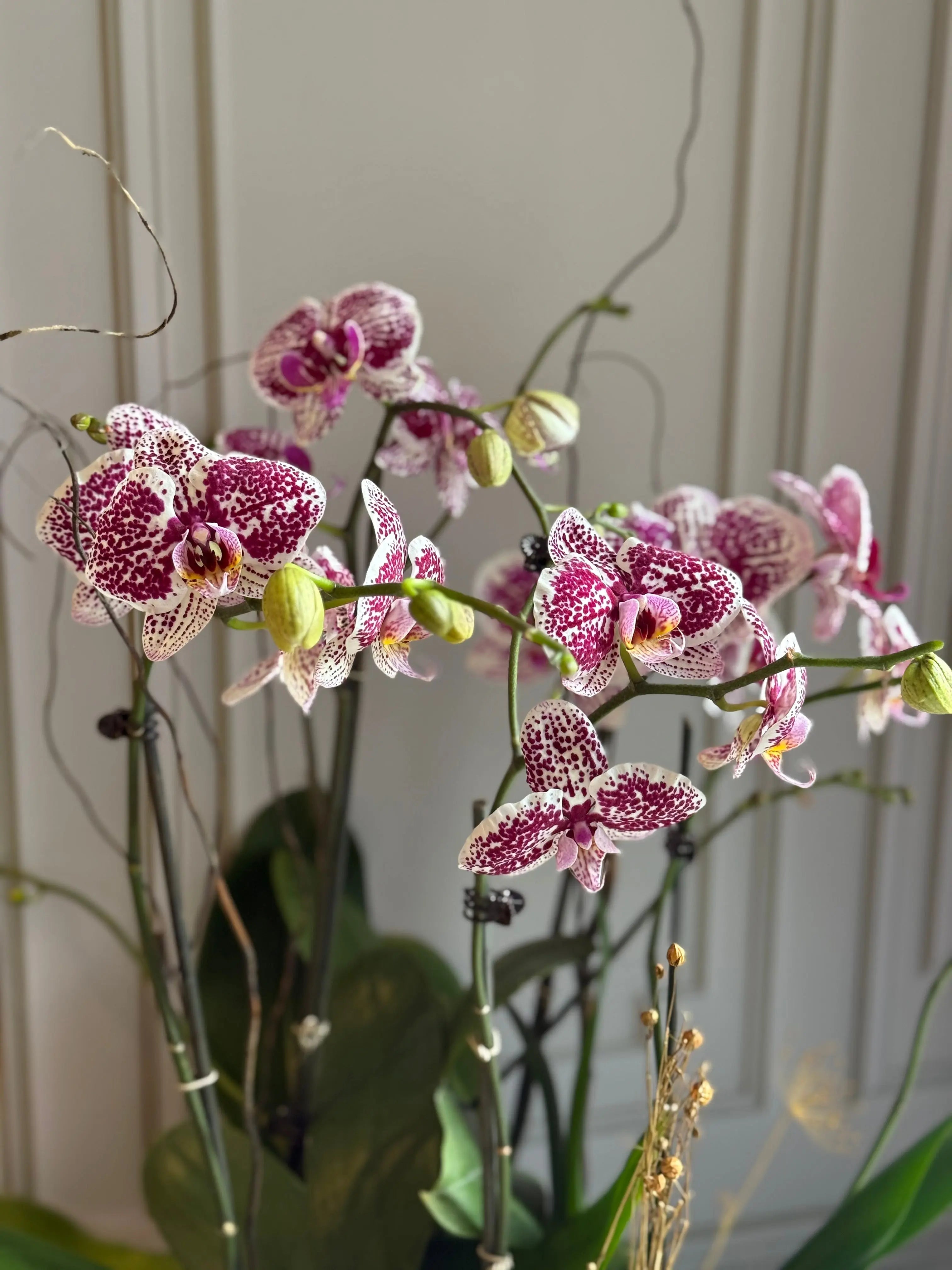 Phalaenopsis Pots - 5 stems 1magnolialane