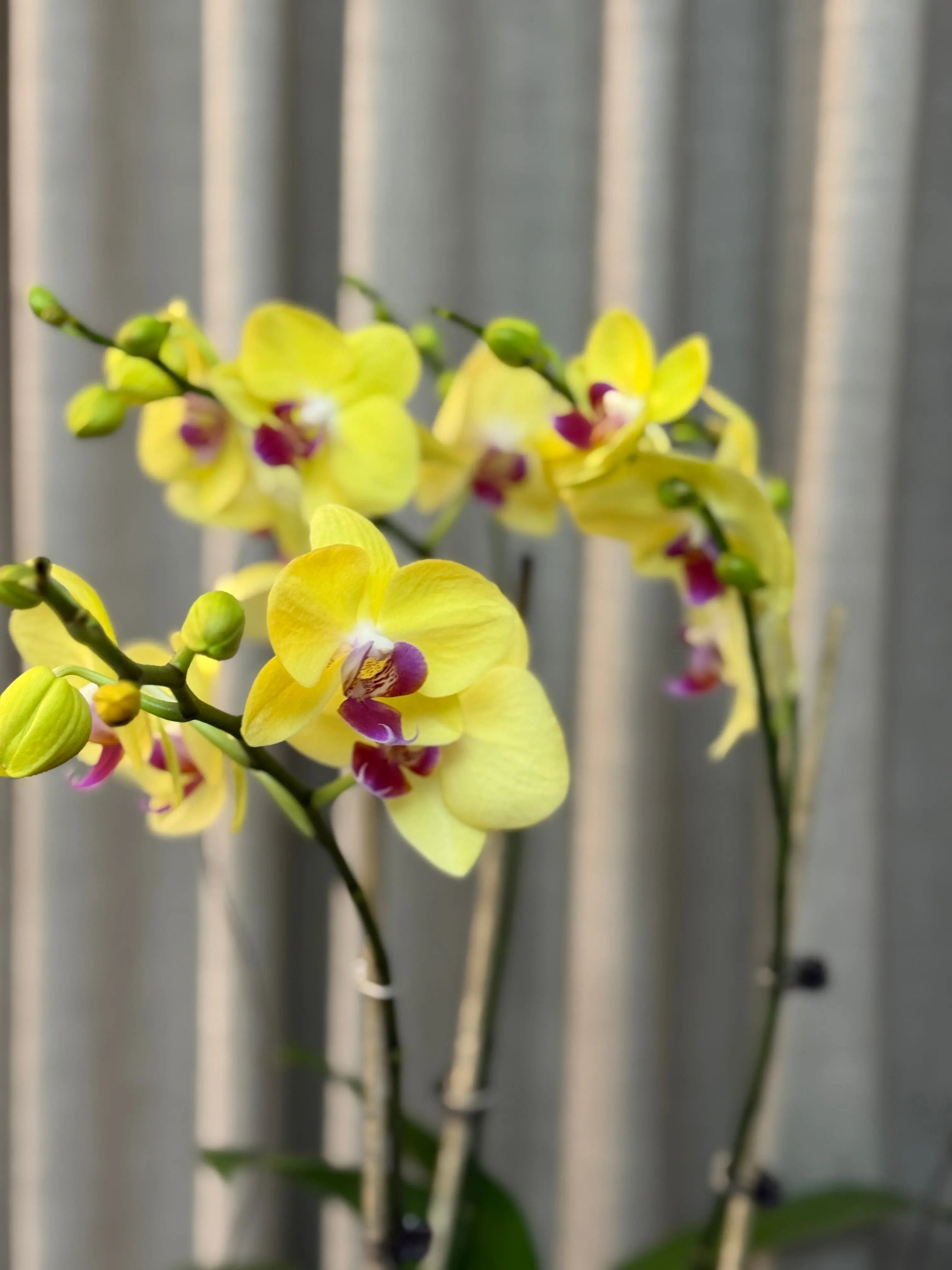 Phalaenopsis Pots - 3 stems Limelight 1magnolialane