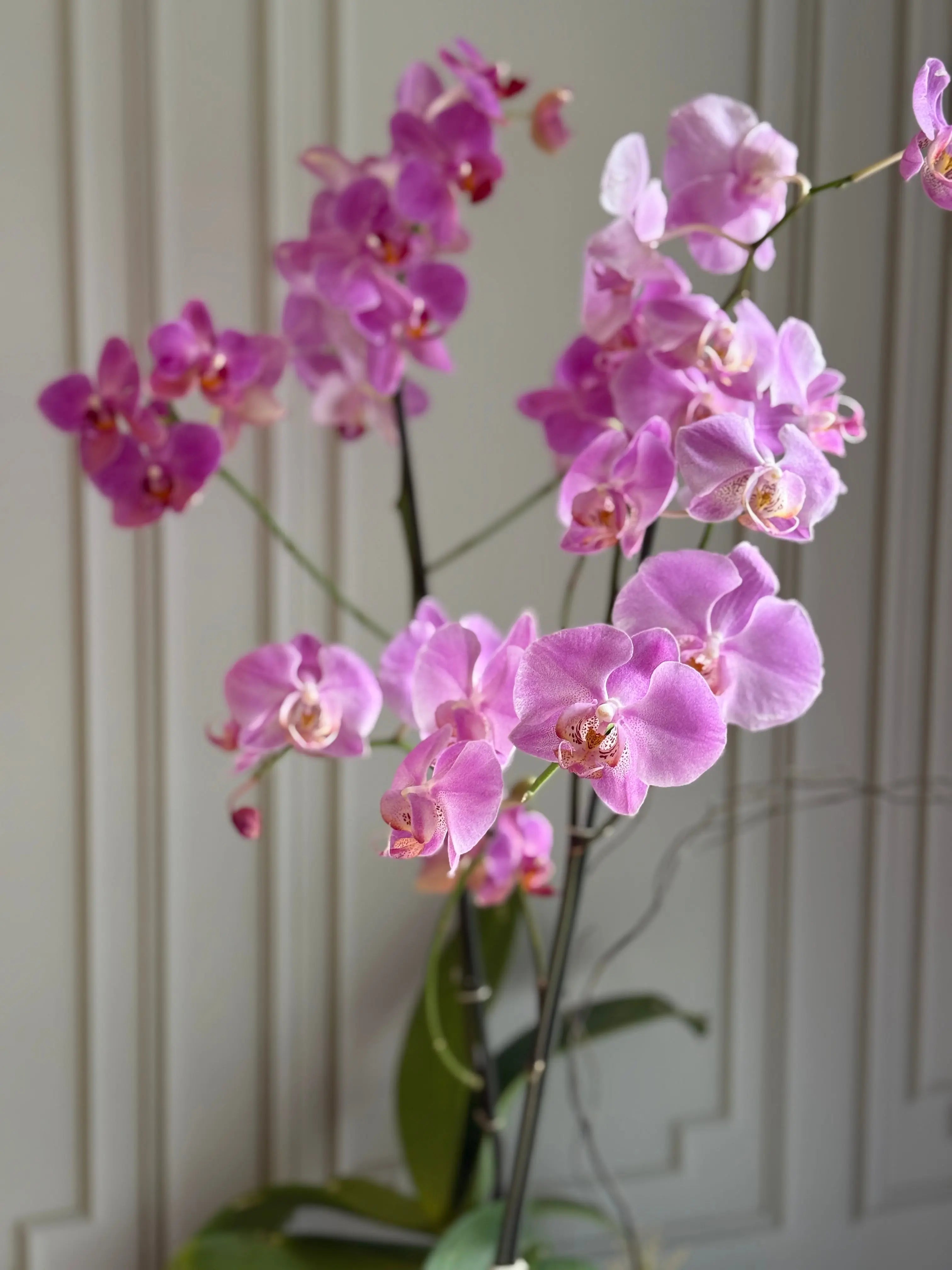 Phalaenopsis Pots - 2 stems 1magnolialane