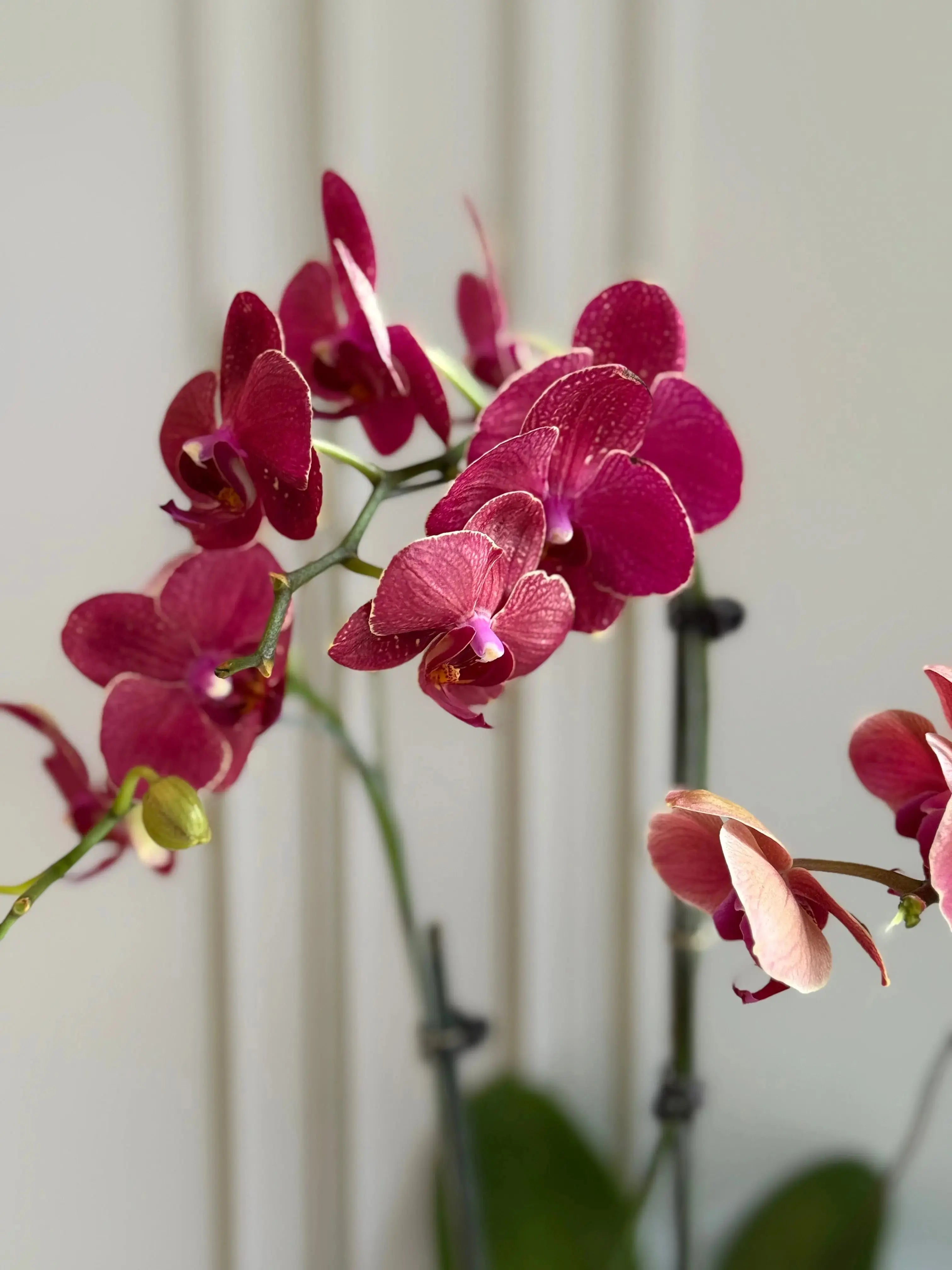 Phalaenopsis Pots - 3 stems 1magnolialane