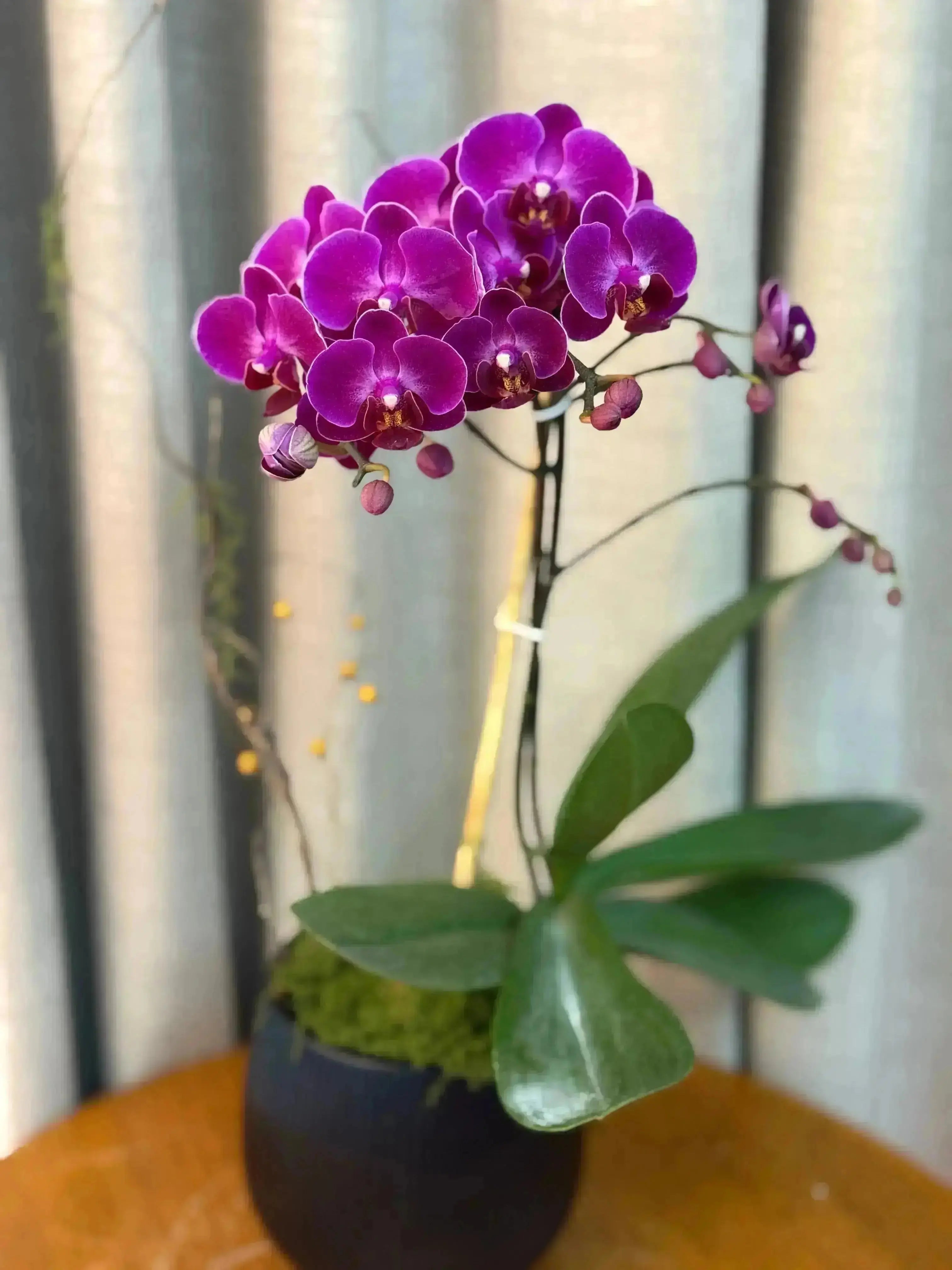 Phalaenopsis Pots - 1 Stem 1magnolialane