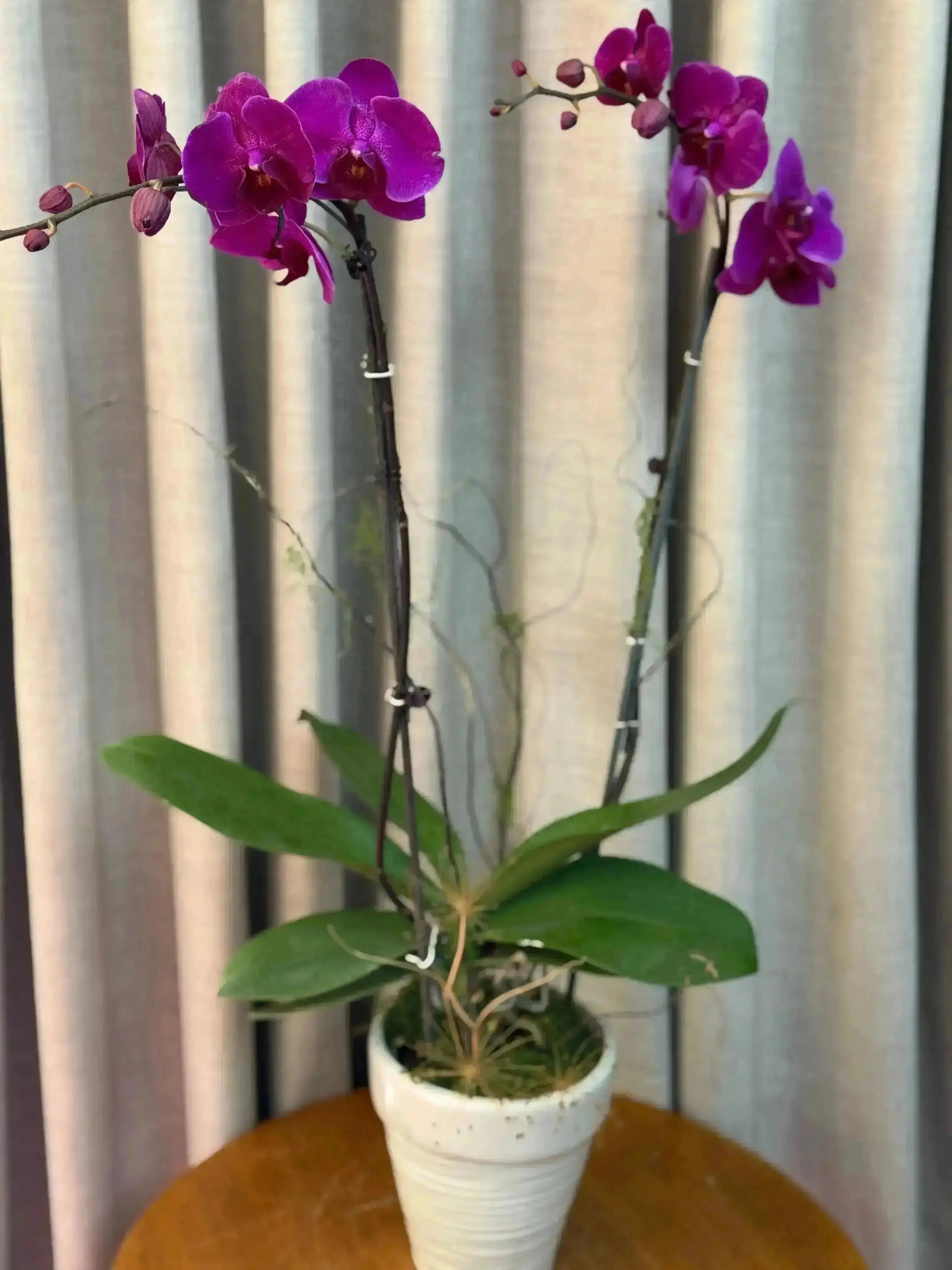 Phalaenopsis Pots - 2 stems 1magnolialane