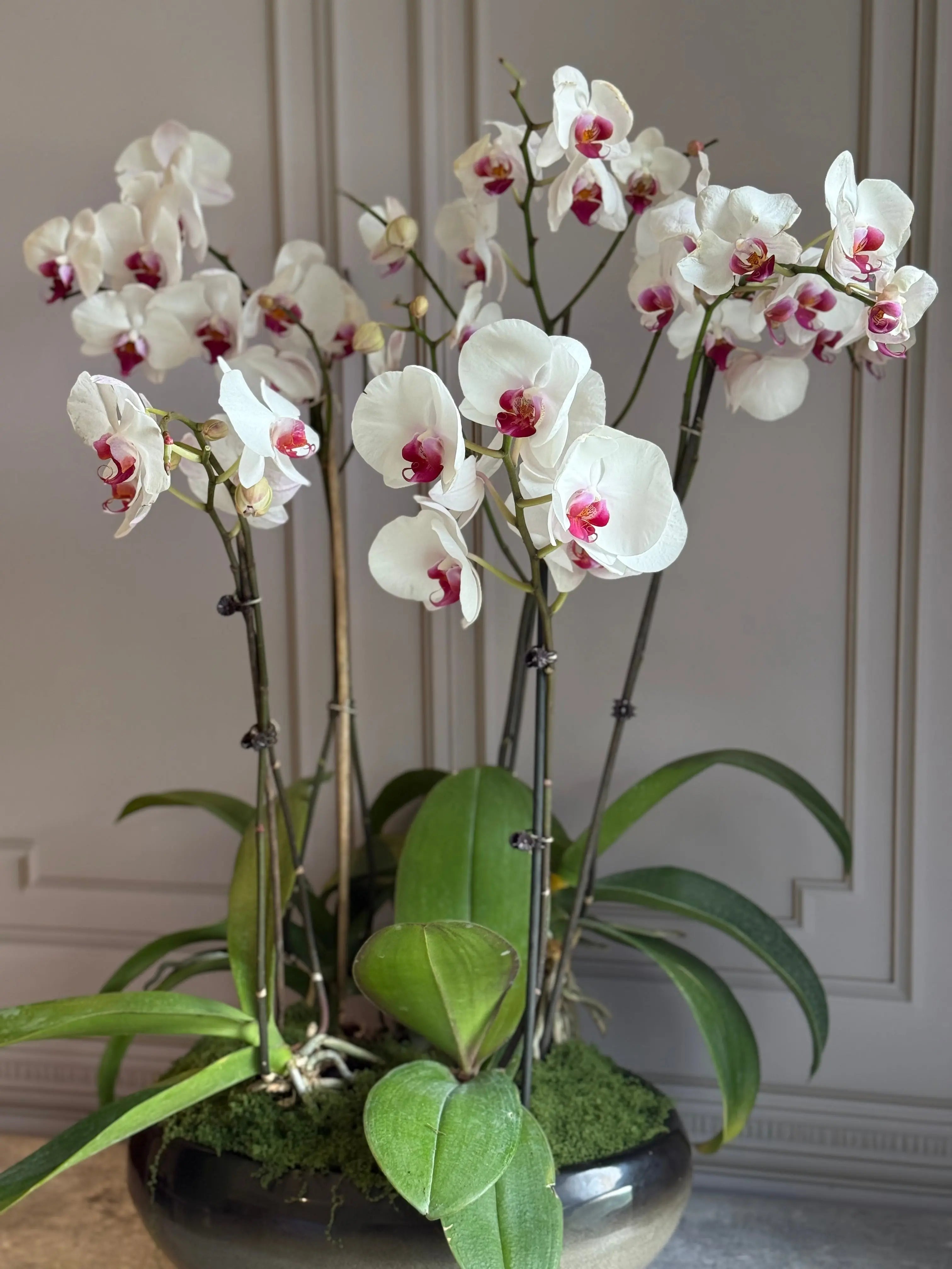 Phalaenopsis Pots - 5 stems 1magnolialane