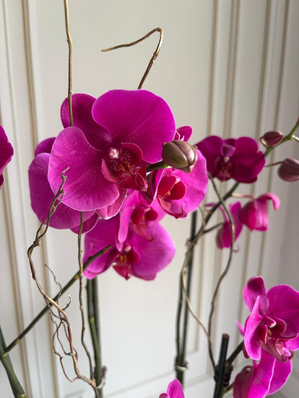 Phalaenopsis Plant - Dark Pink