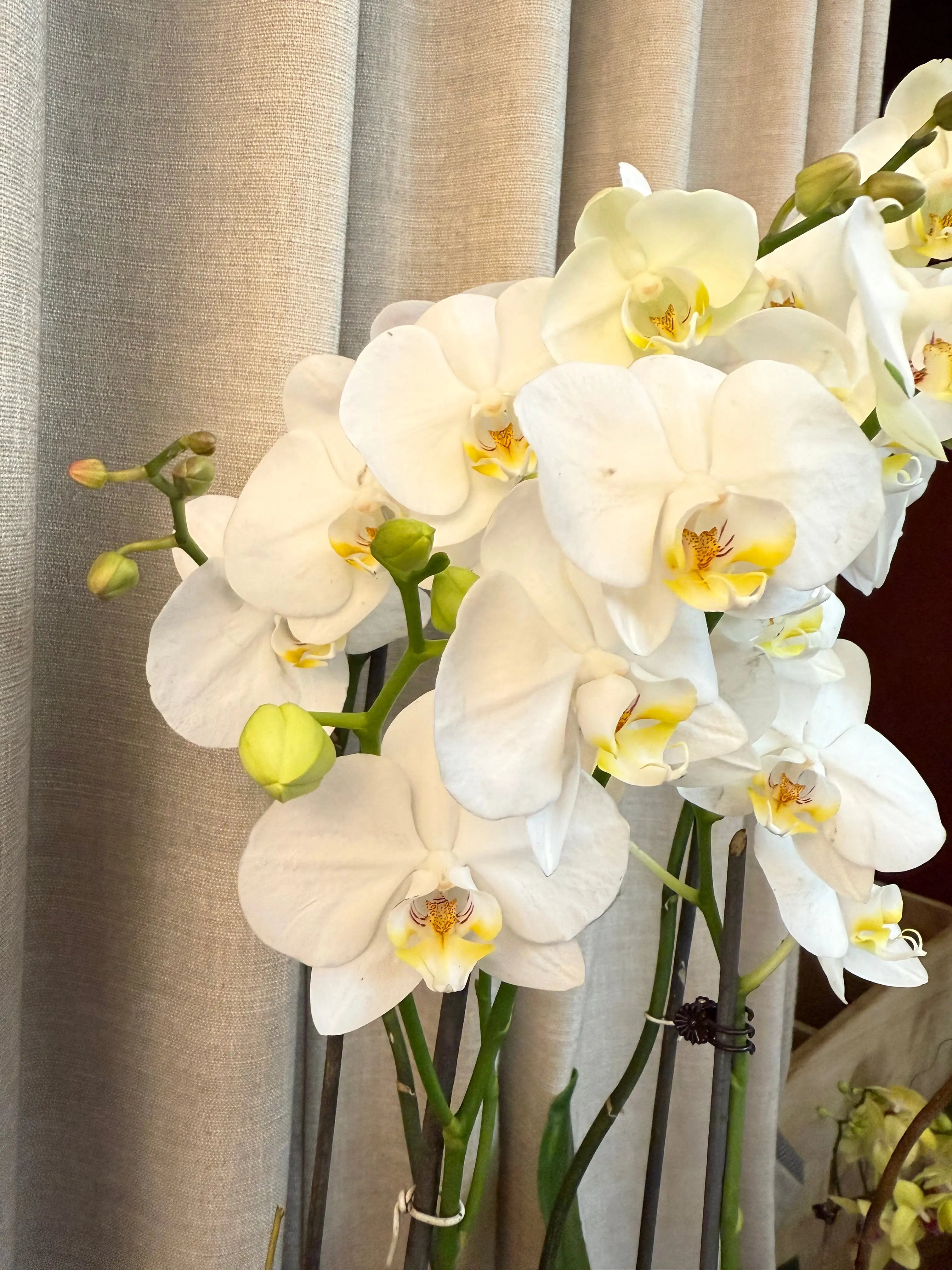 Phalaenopsis Pots - 4 stems Misty snow 1magnolialane