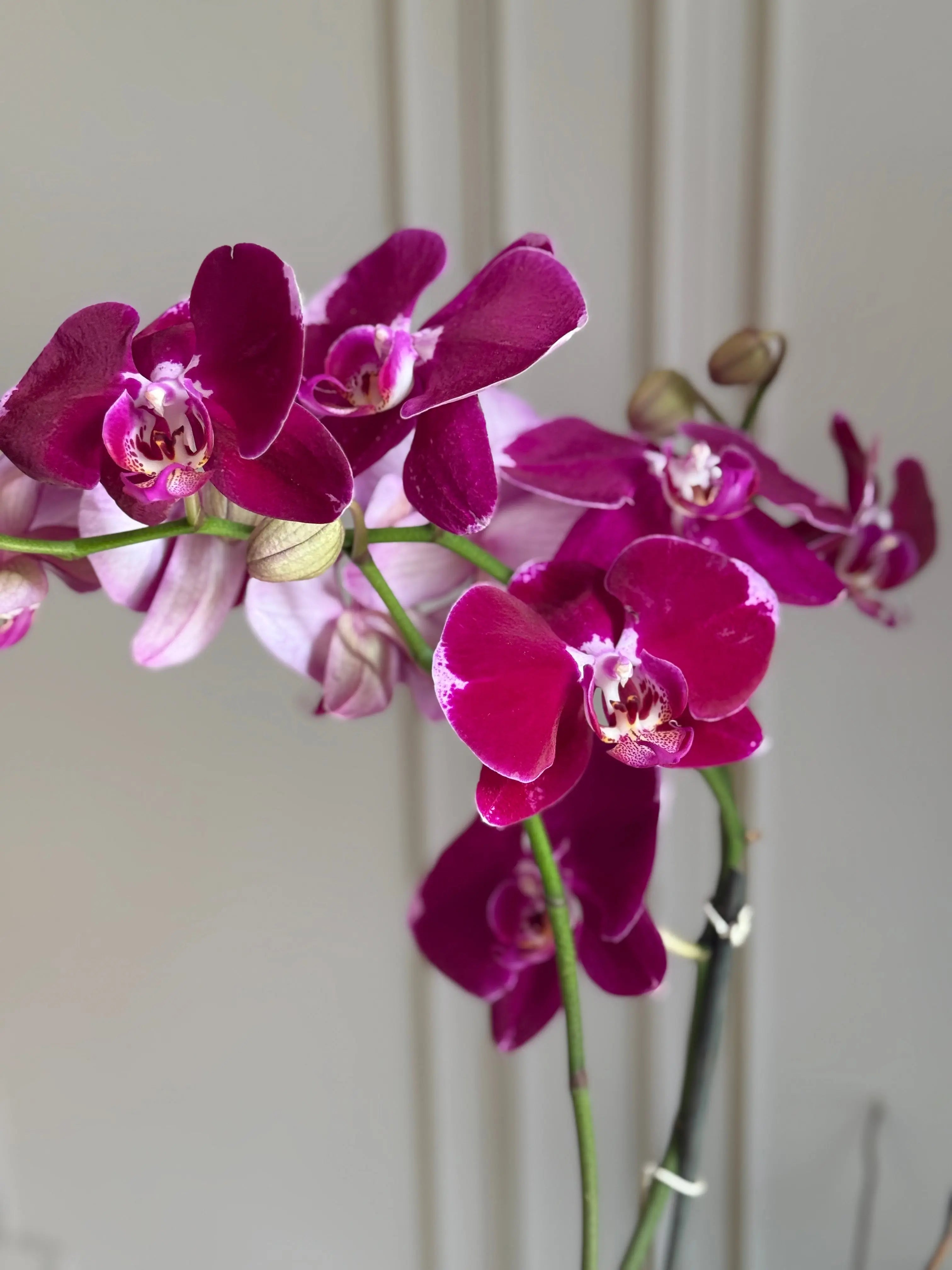 Phalaenopsis Pots - 1 Stem 1magnolialane
