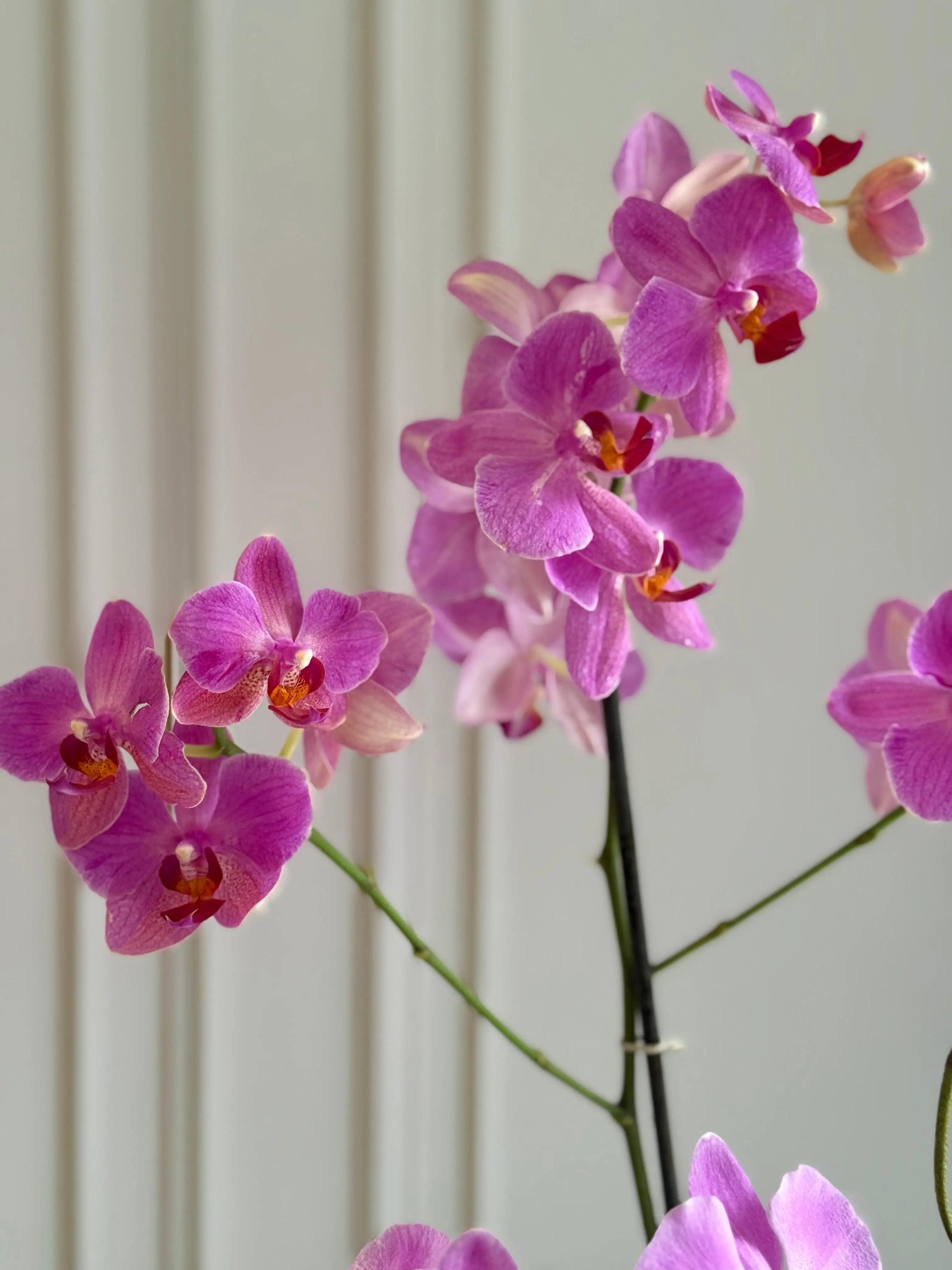Phalaenopsis Pots - 2 stems 1magnolialane