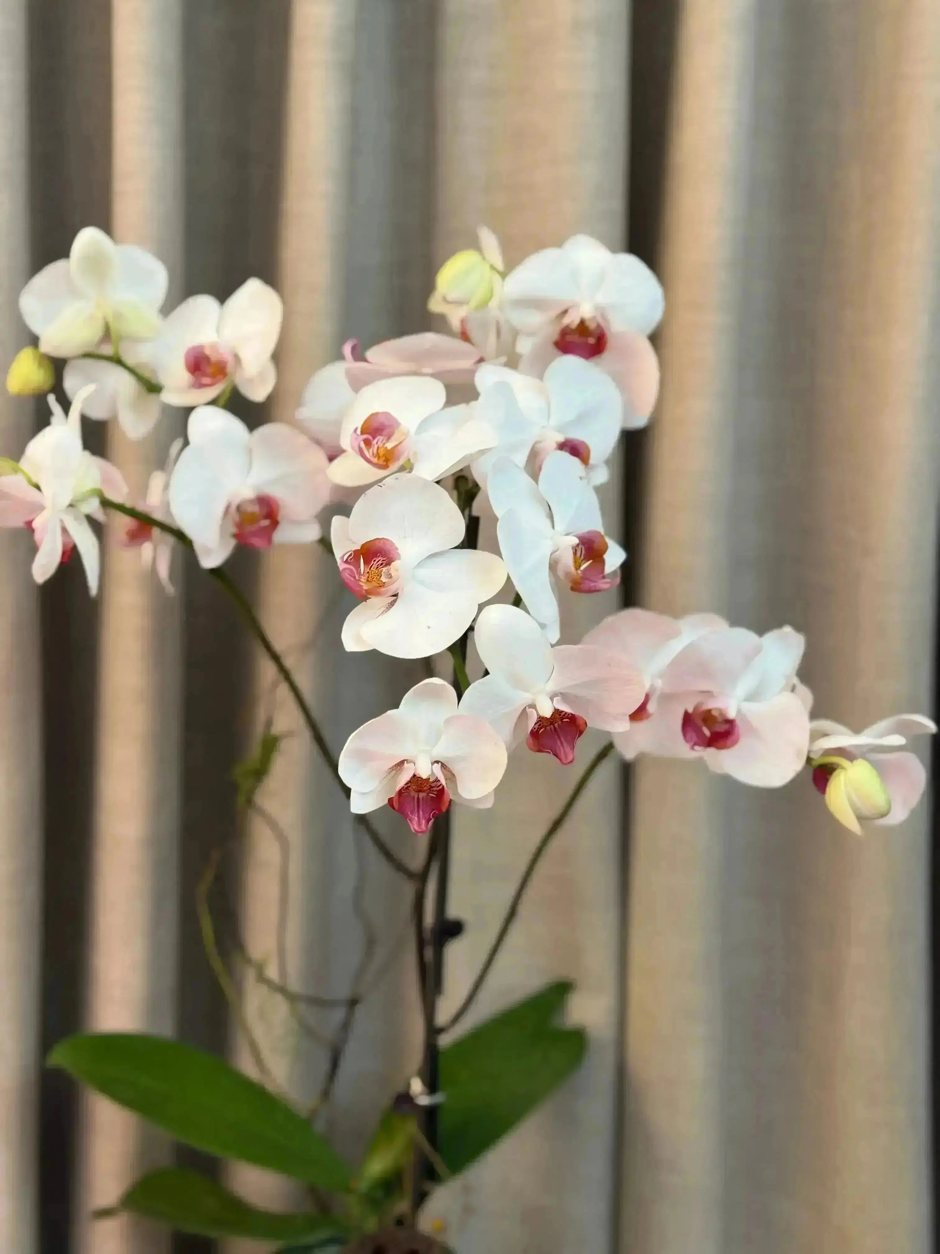Phalaenopsis Pots - 1 Stem 1magnolialane