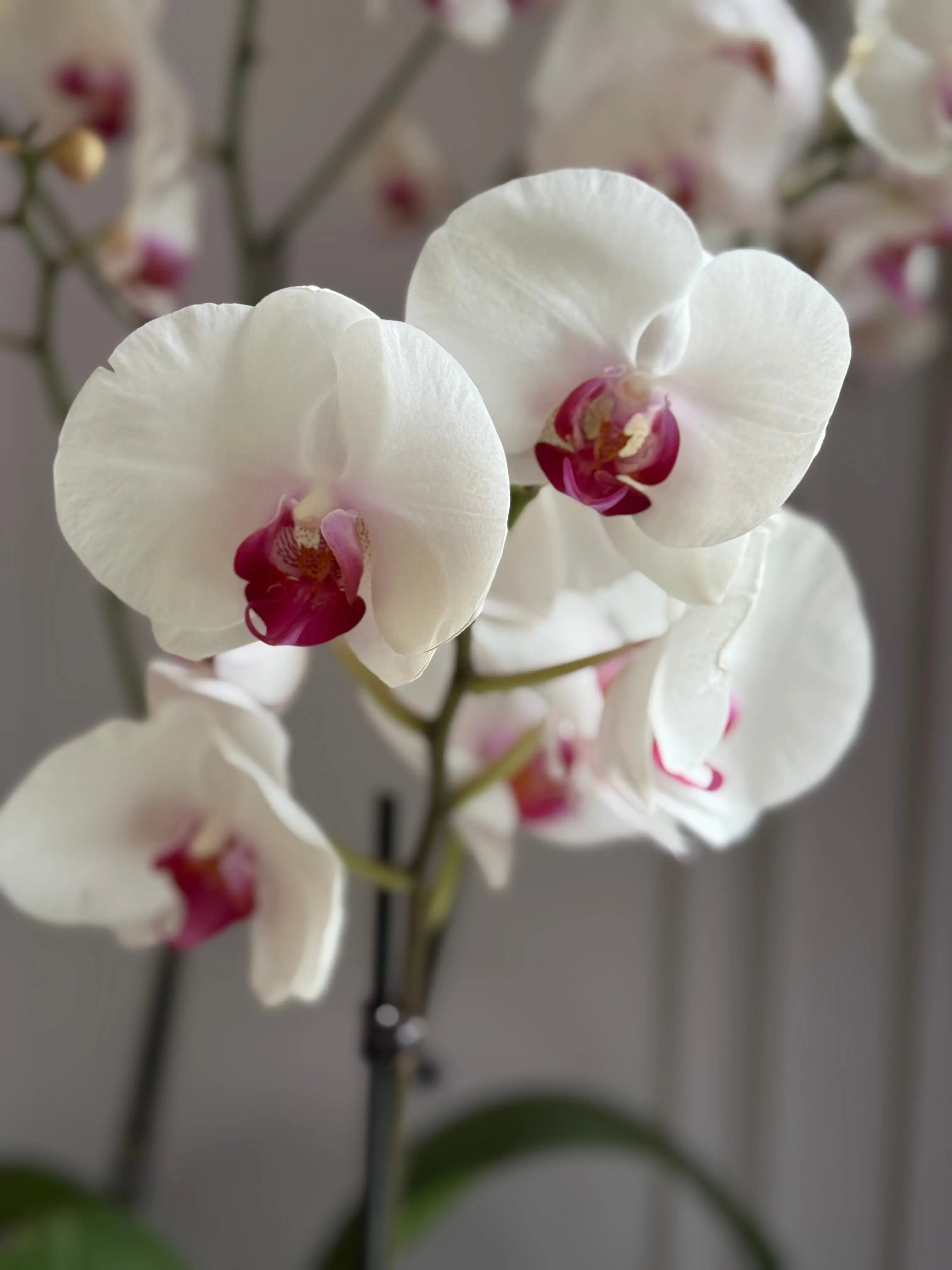 Phalaenopsis Pots - 5 stems 1magnolialane