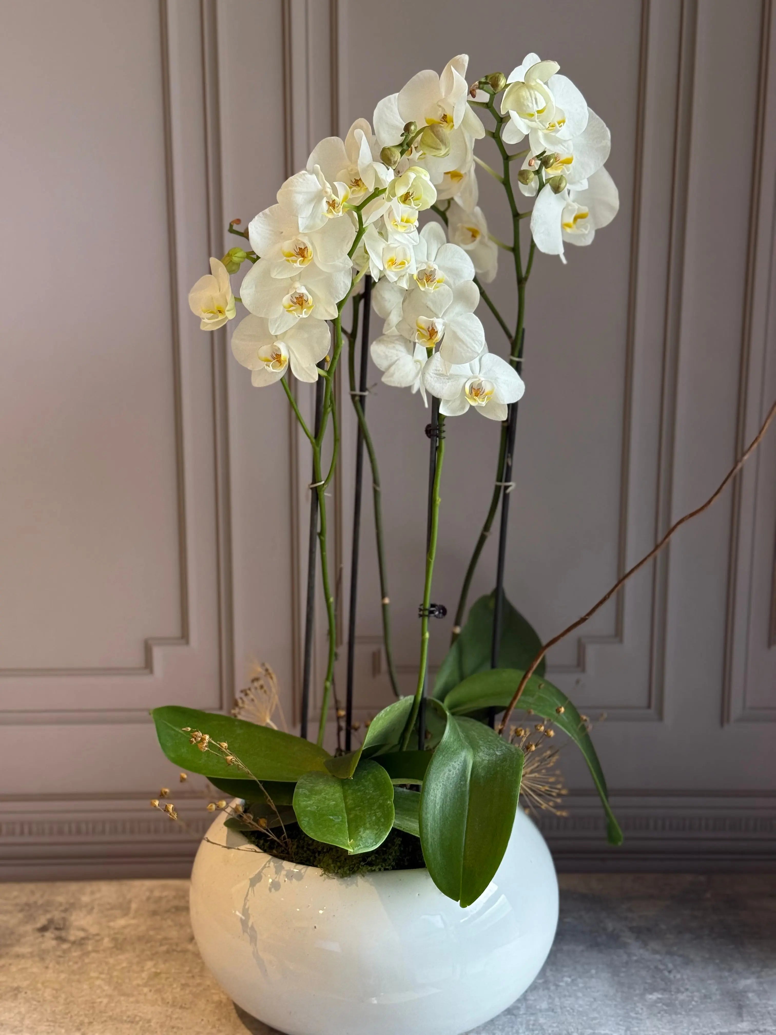 Phalaenopsis Pots - 4 stems 1magnolialane