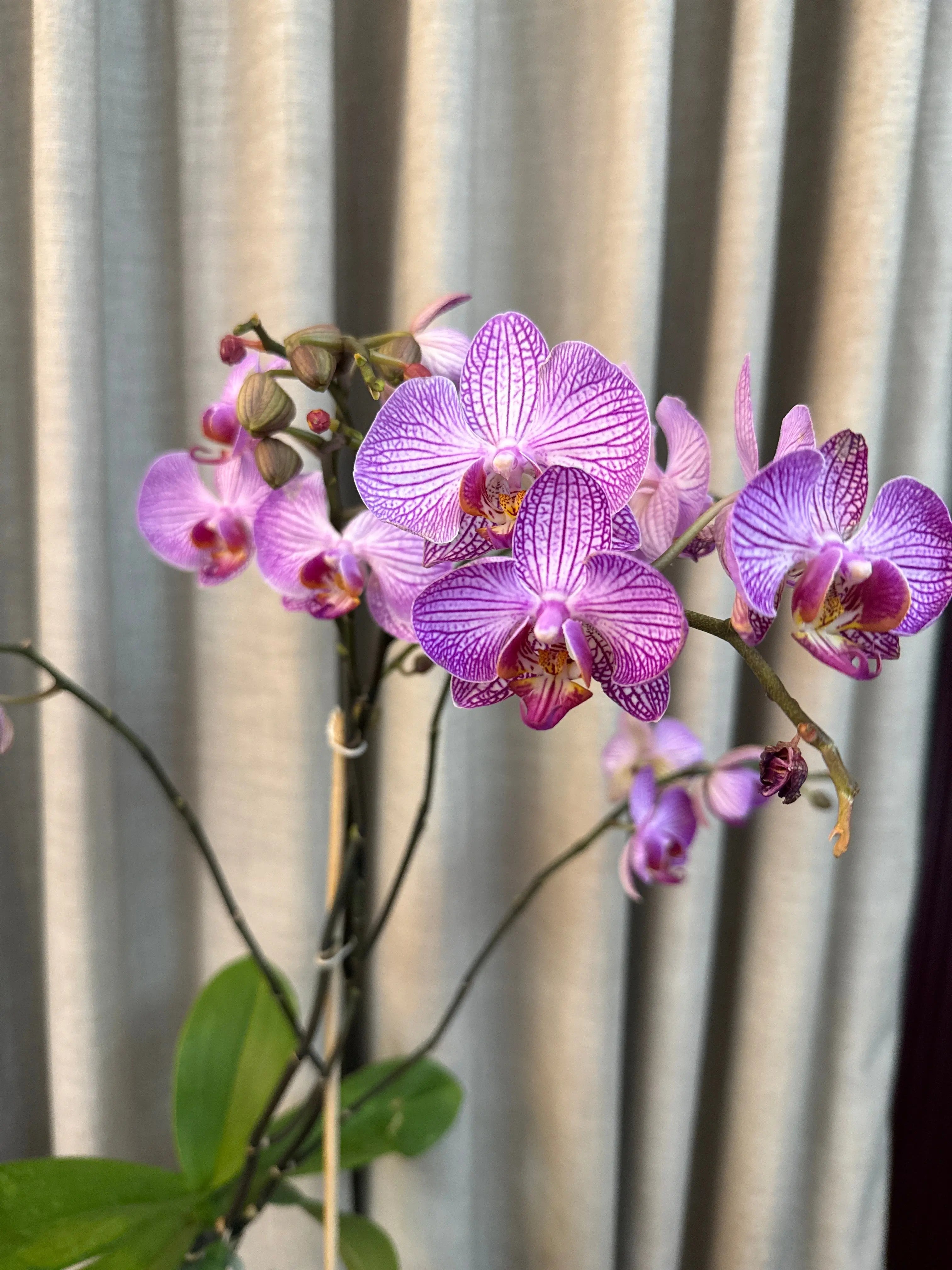 Phalaenopsis Pots - 1 Stem 1magnolialane
